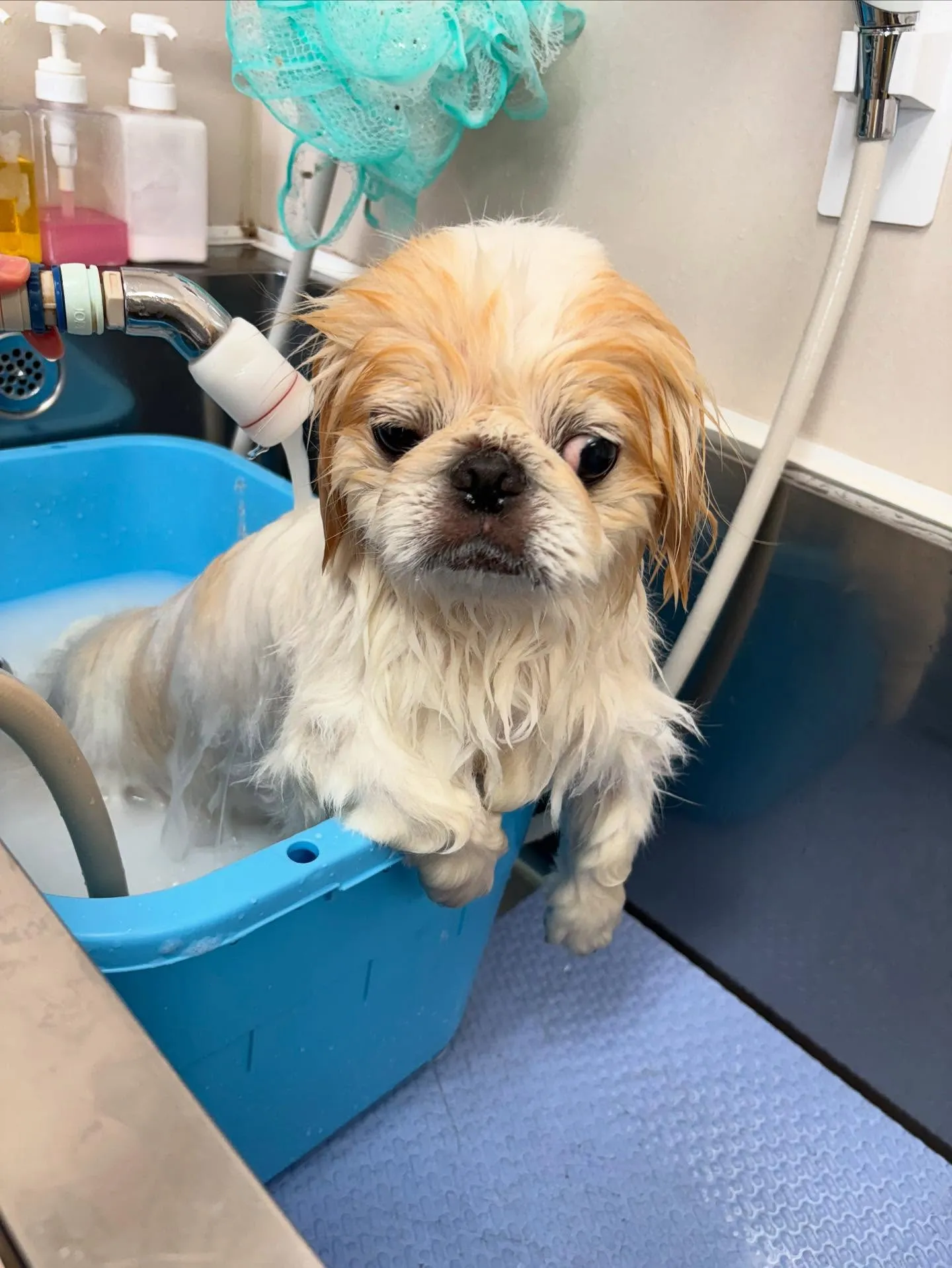 犬のトリミング✂️