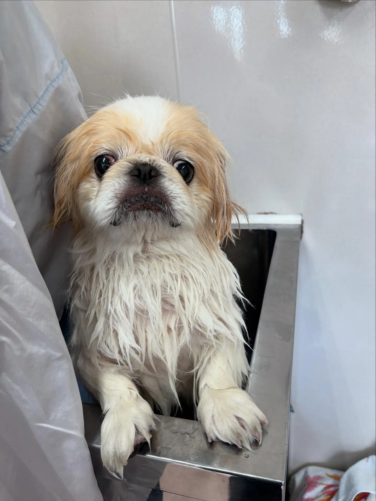 犬のトリミング✂️