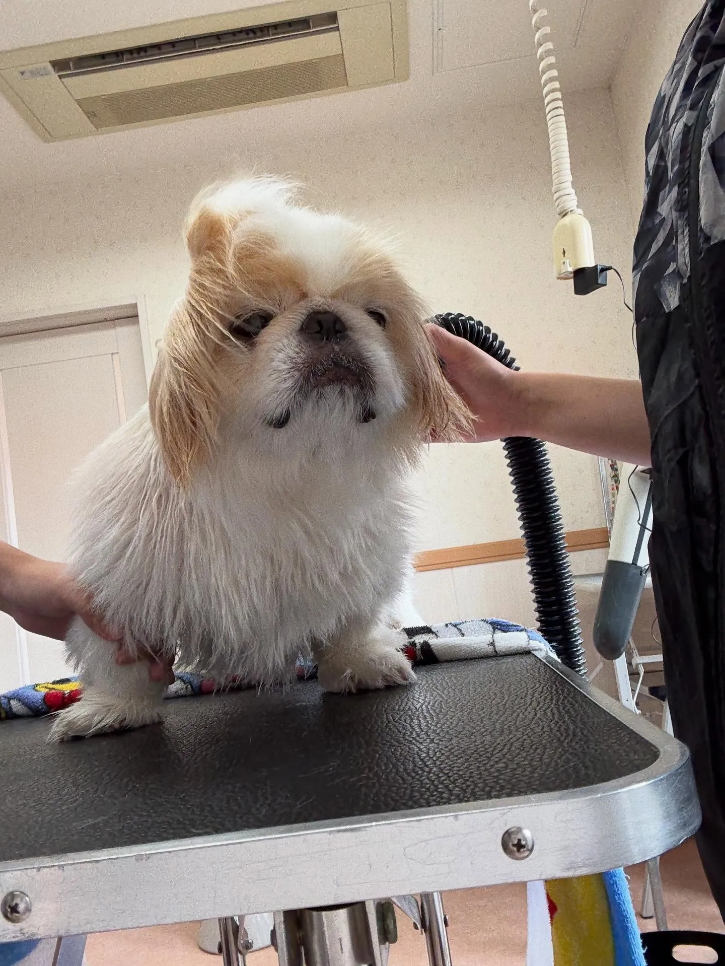 犬のトリミング✂️