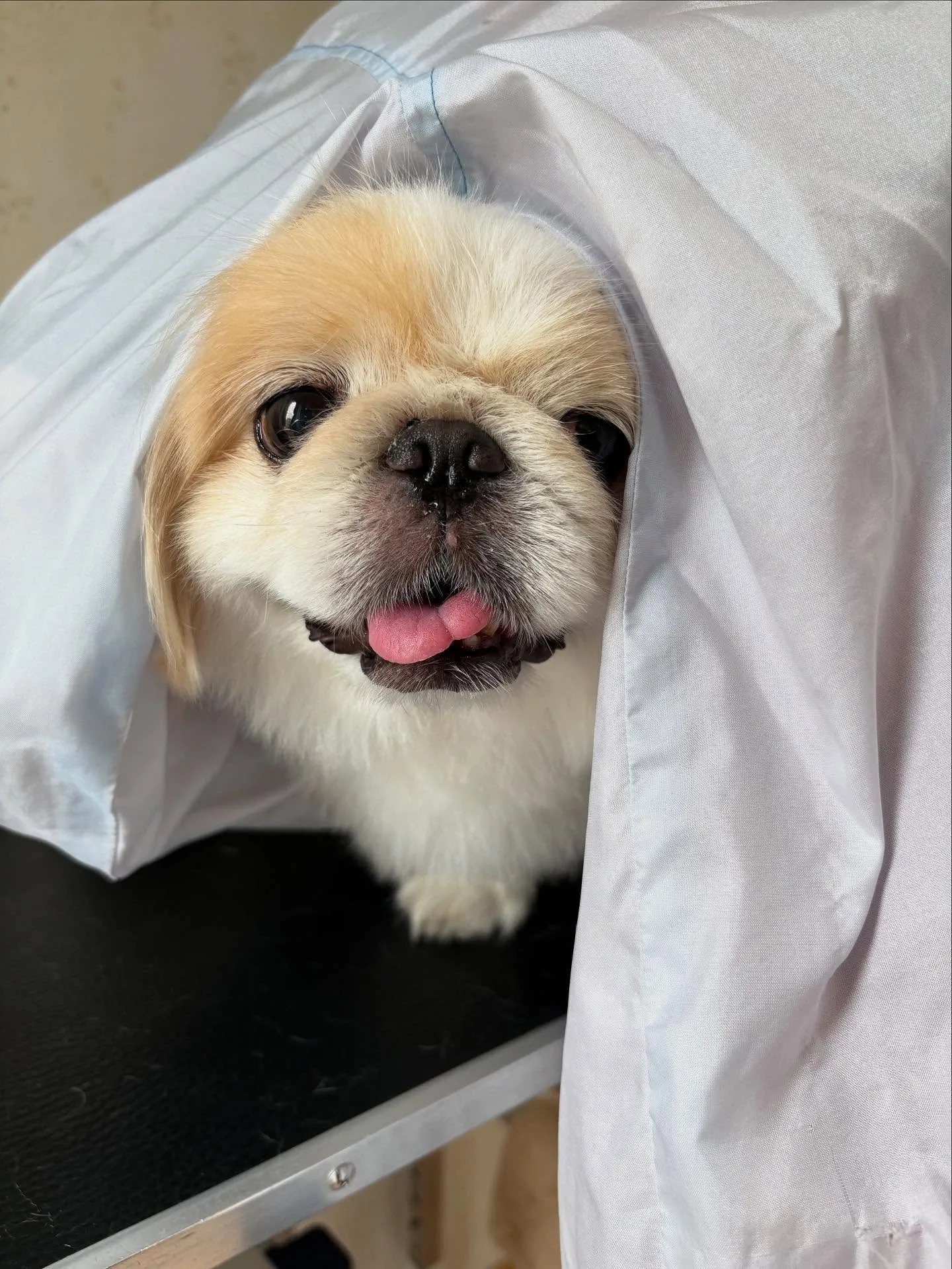 犬のトリミング✂️