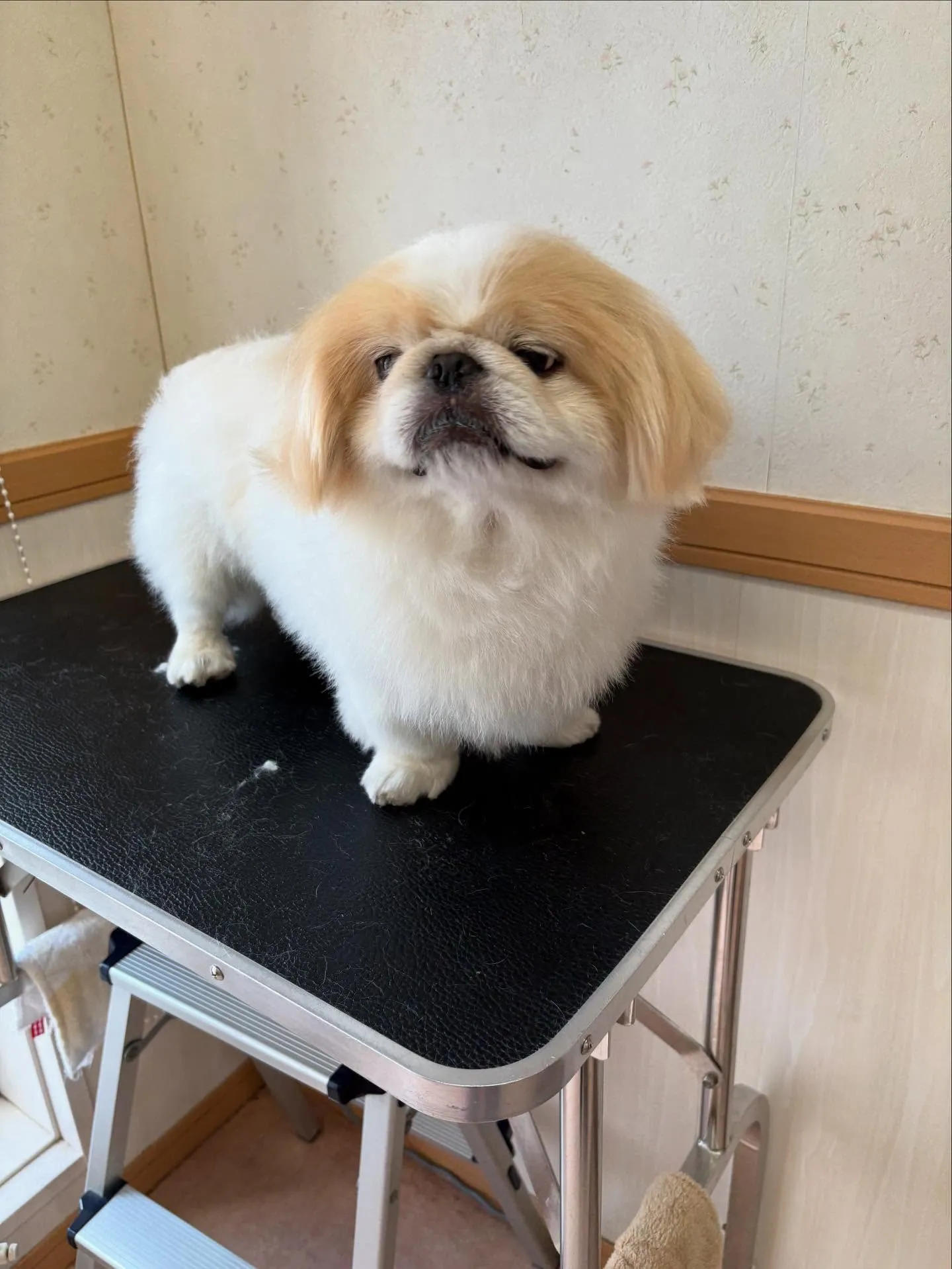犬のトリミング✂️