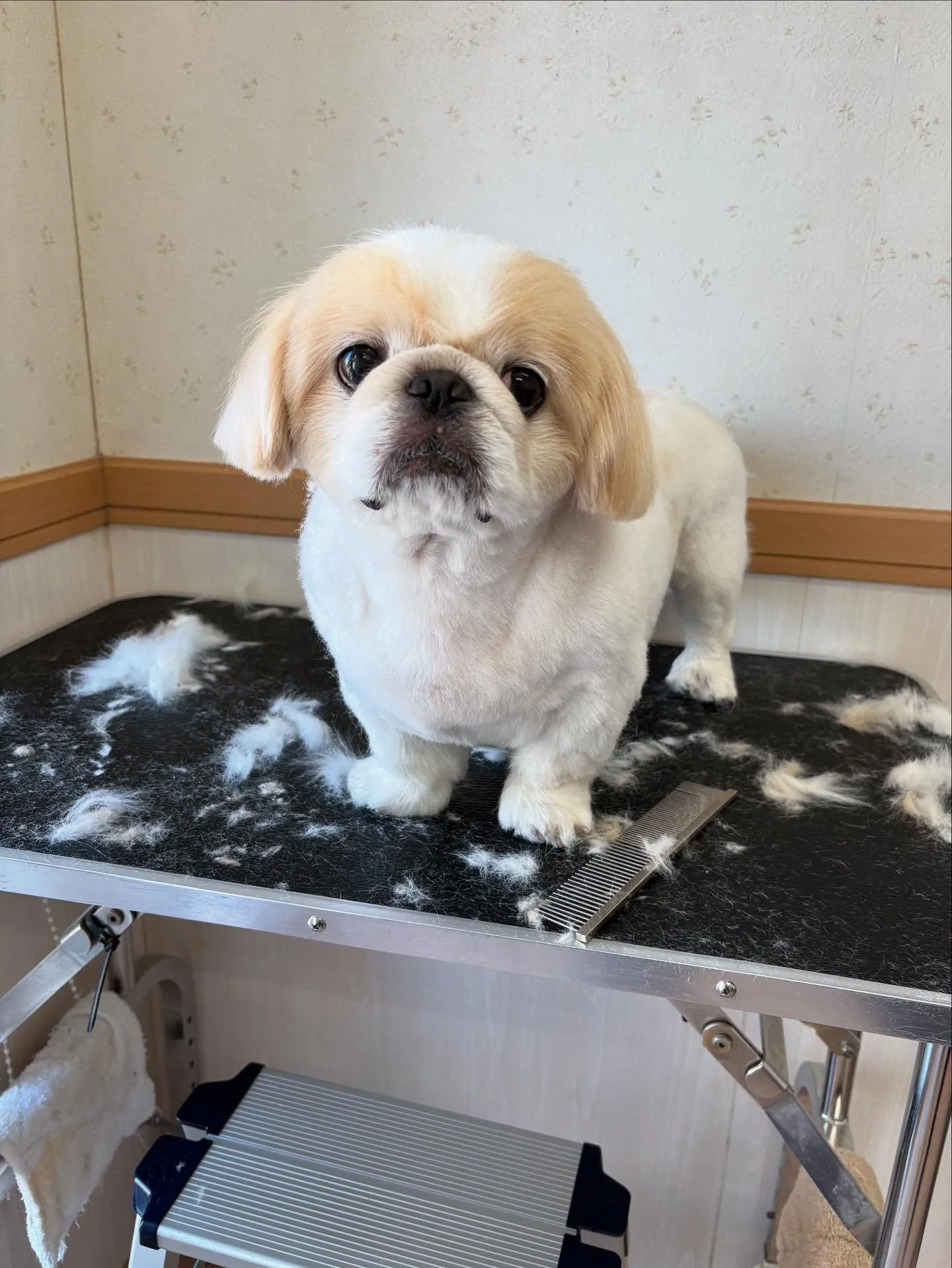犬のトリミング✂️