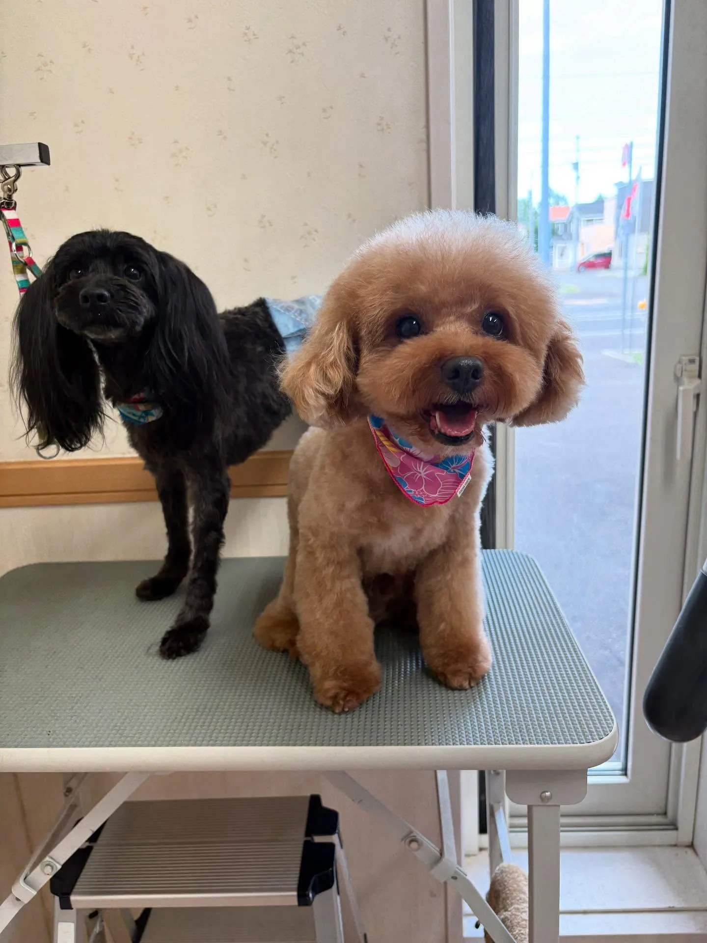 犬のトリミング✂️