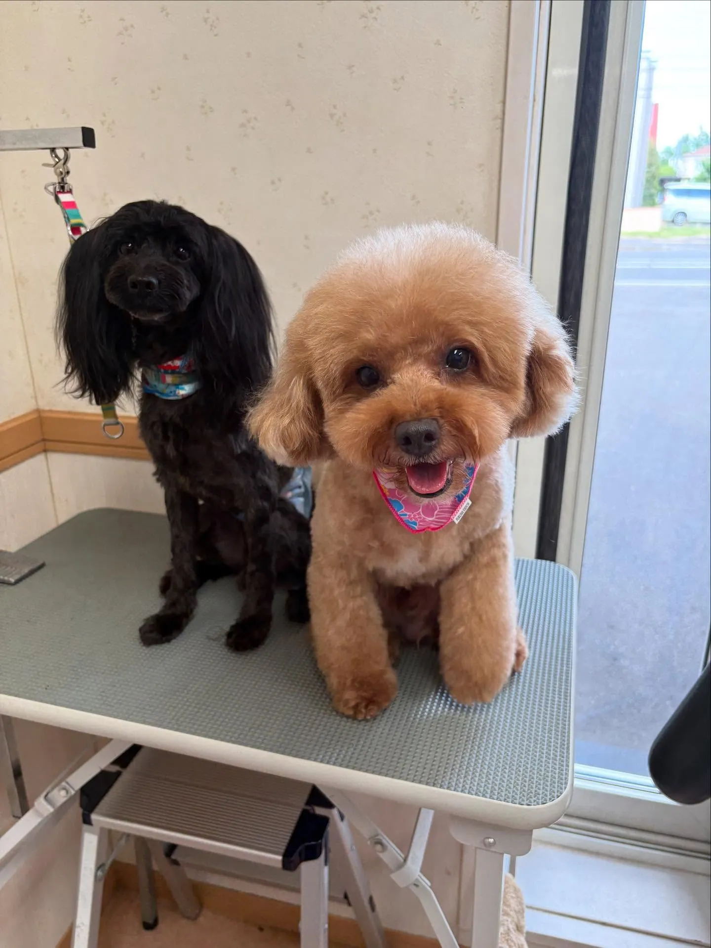犬のトリミング✂️