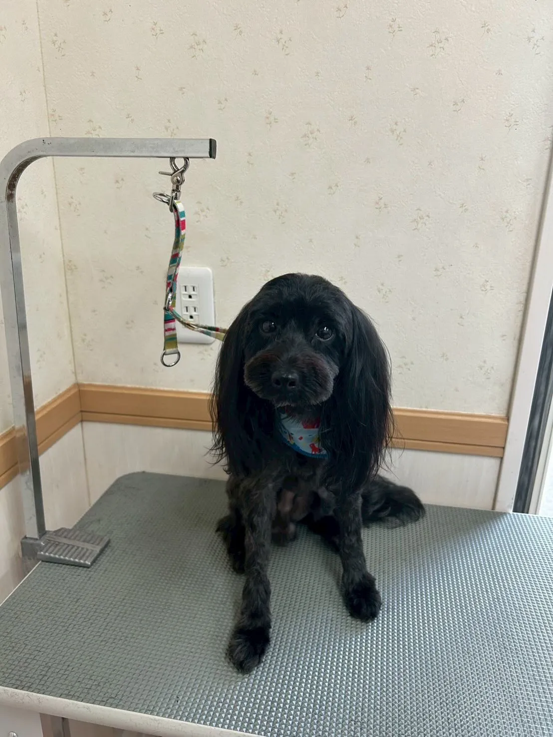 犬のトリミング✂️