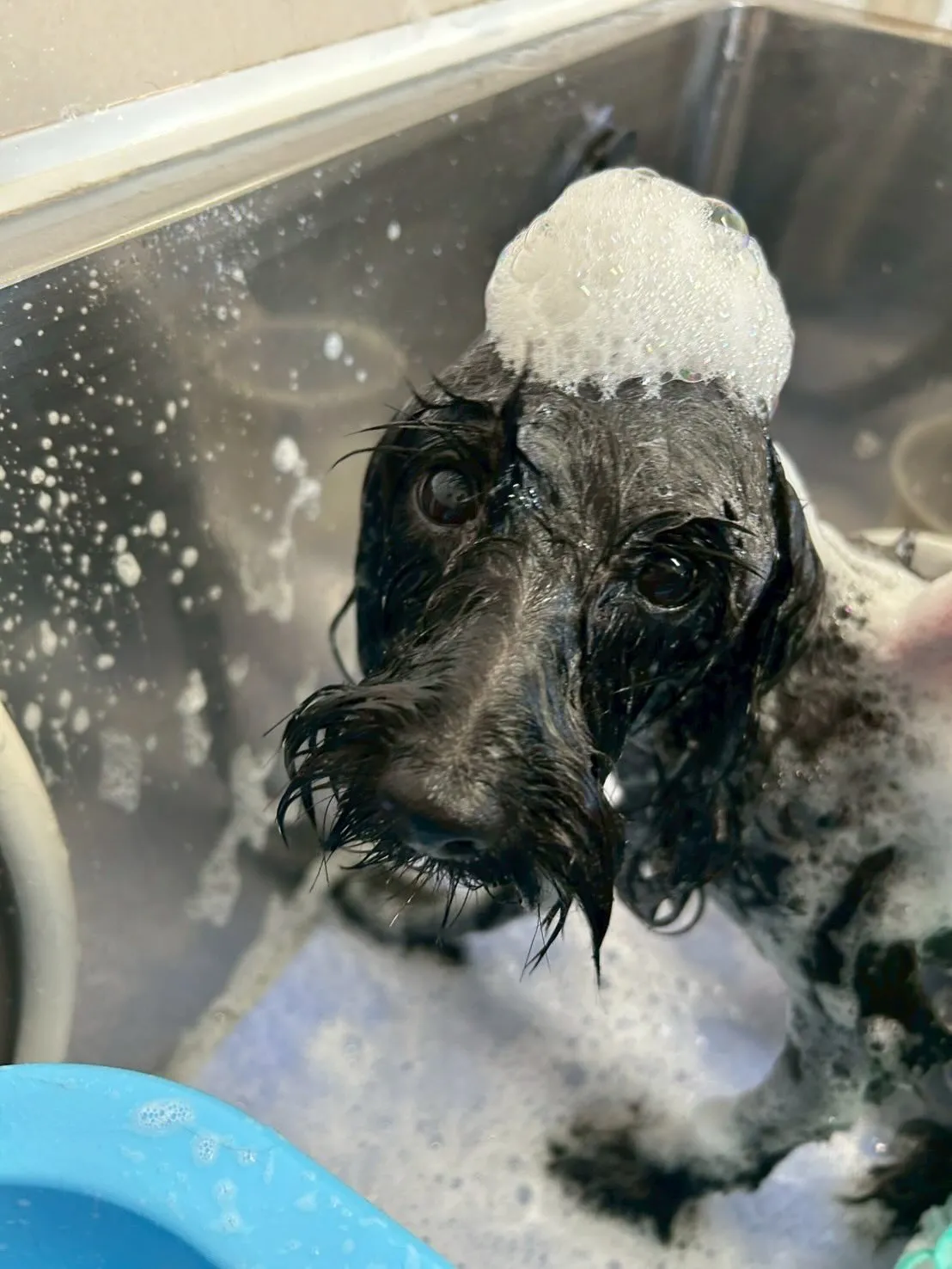 犬のトリミング✂️