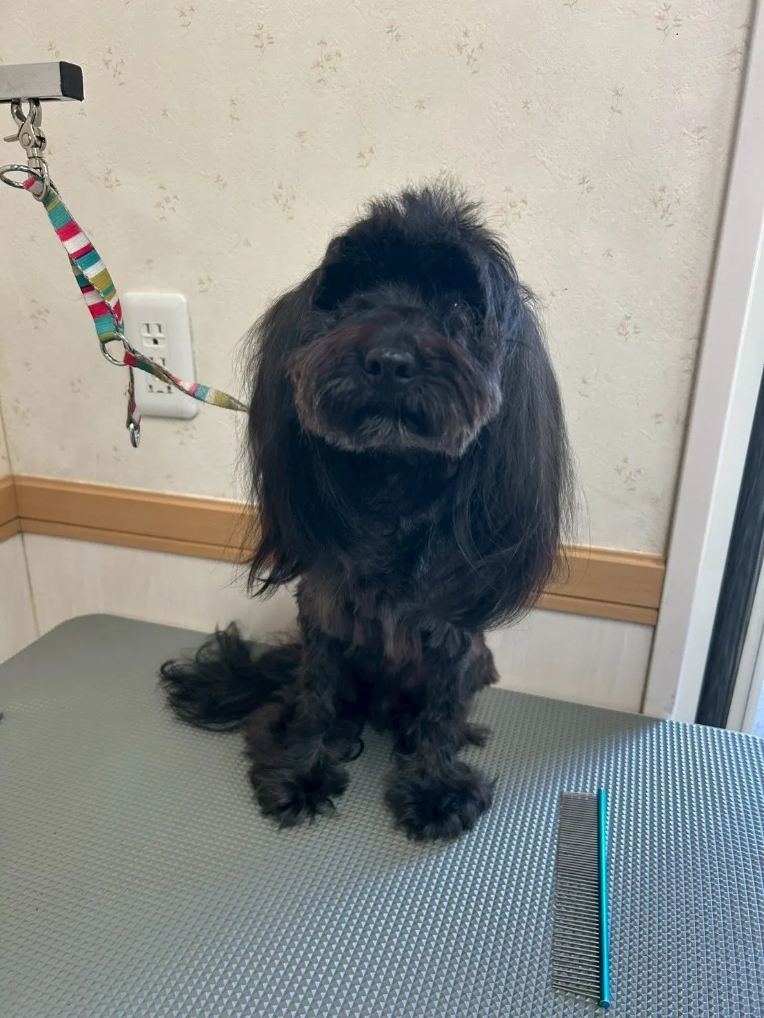 犬のトリミング✂️