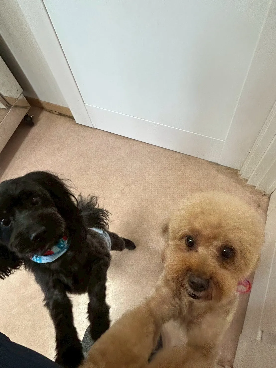 犬のトリミング✂️