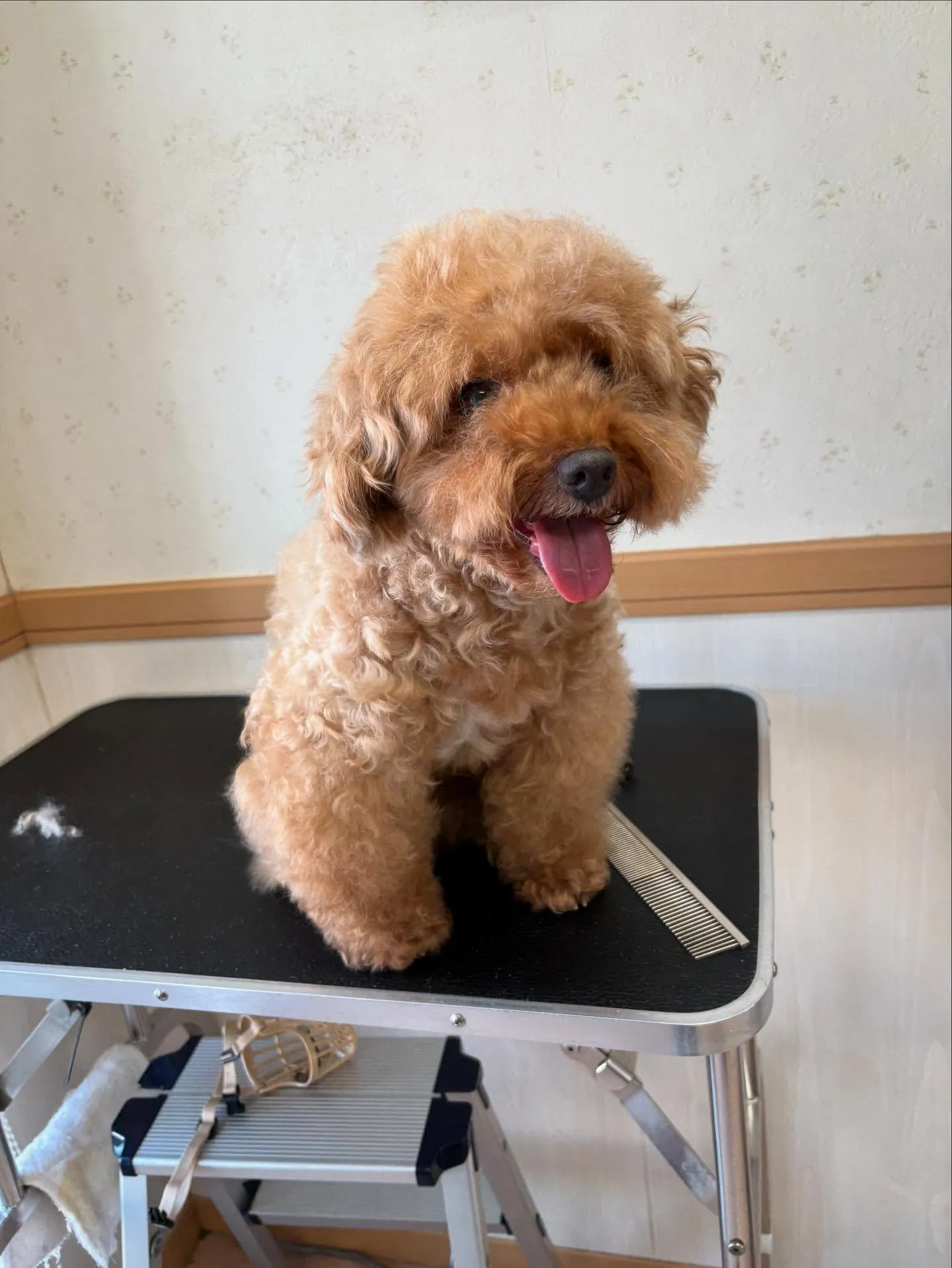 犬のトリミング✂️