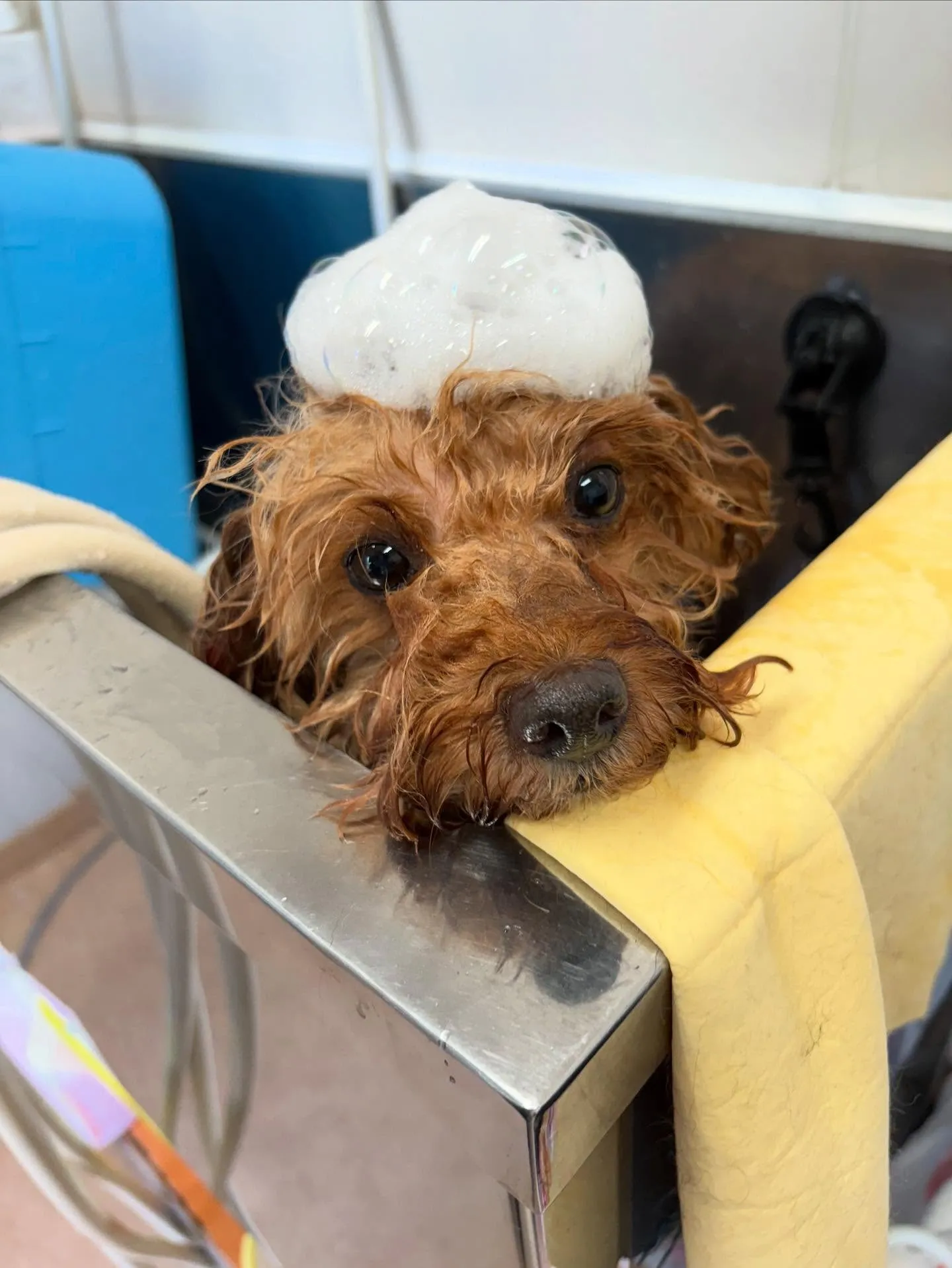 犬のトリミング✂️