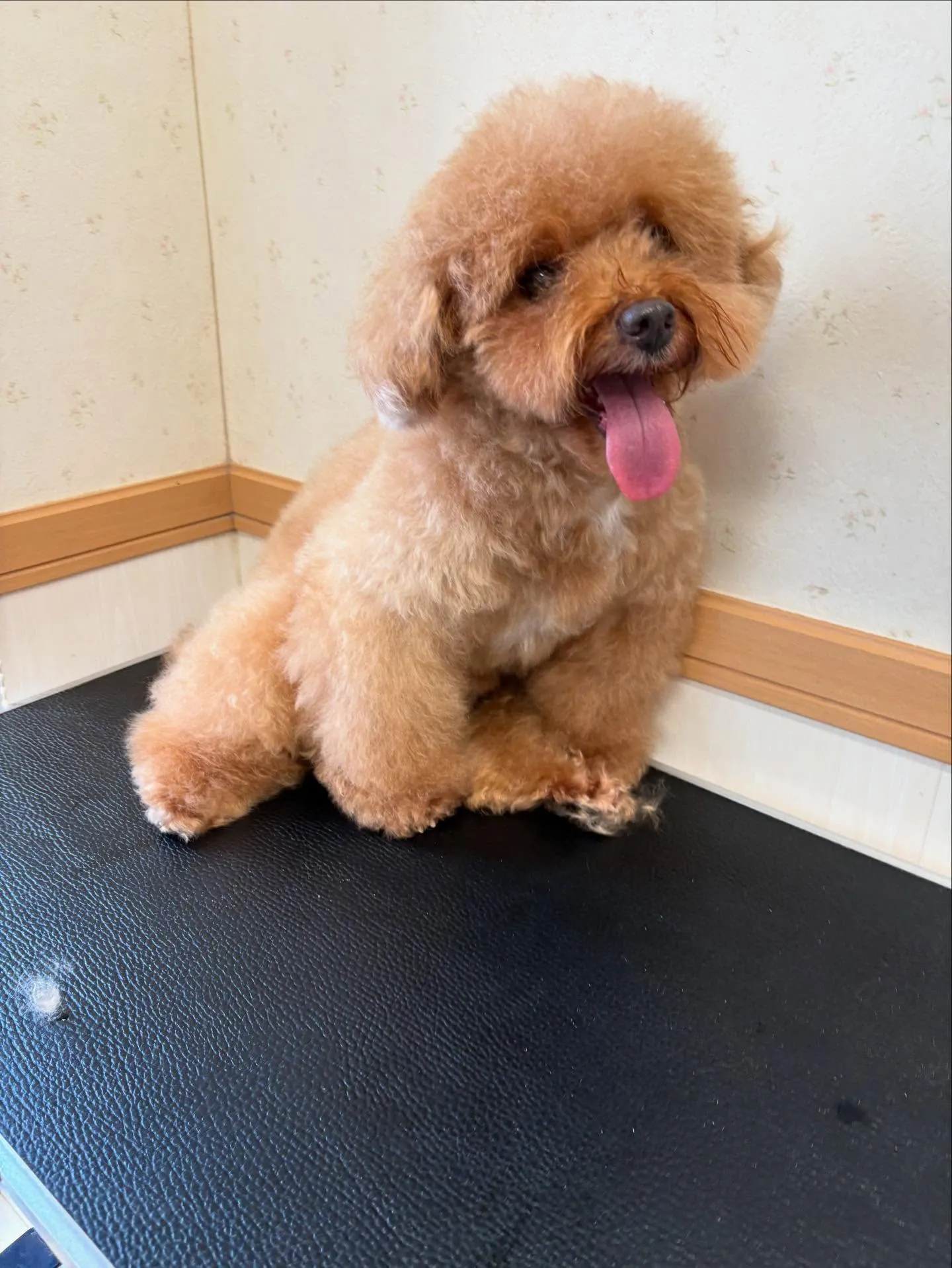 犬のトリミング✂️