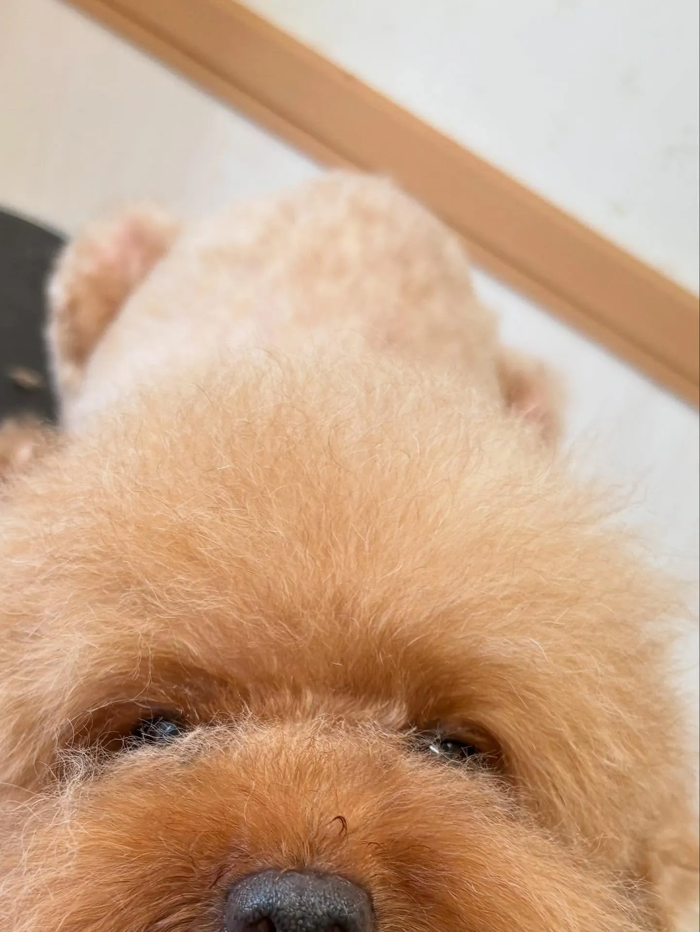 犬のトリミング✂️