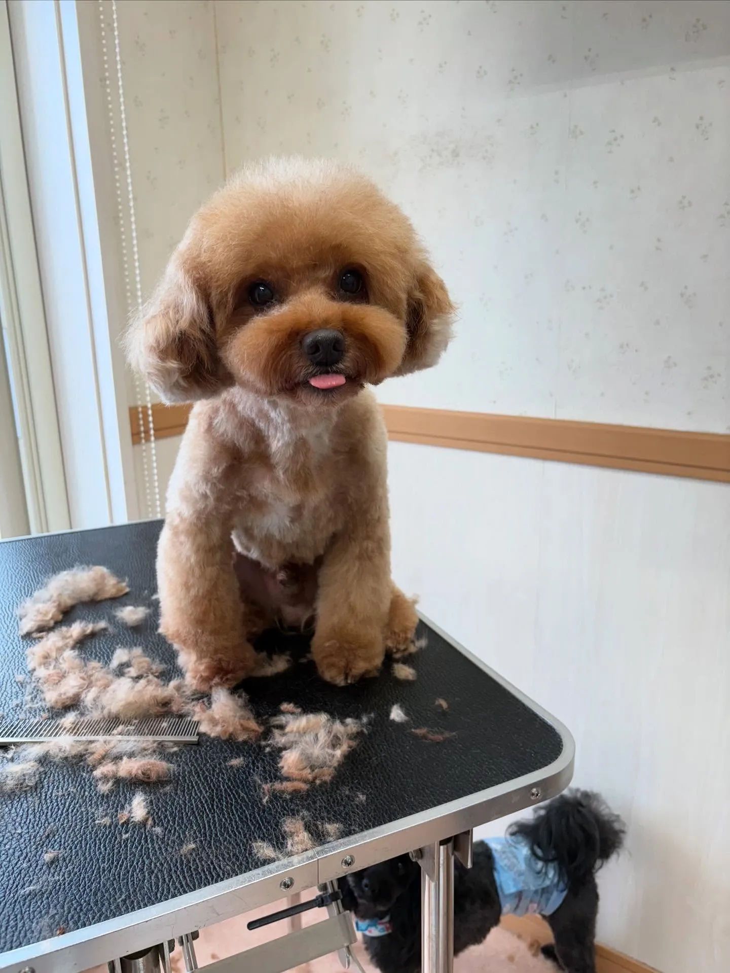 犬のトリミング✂️