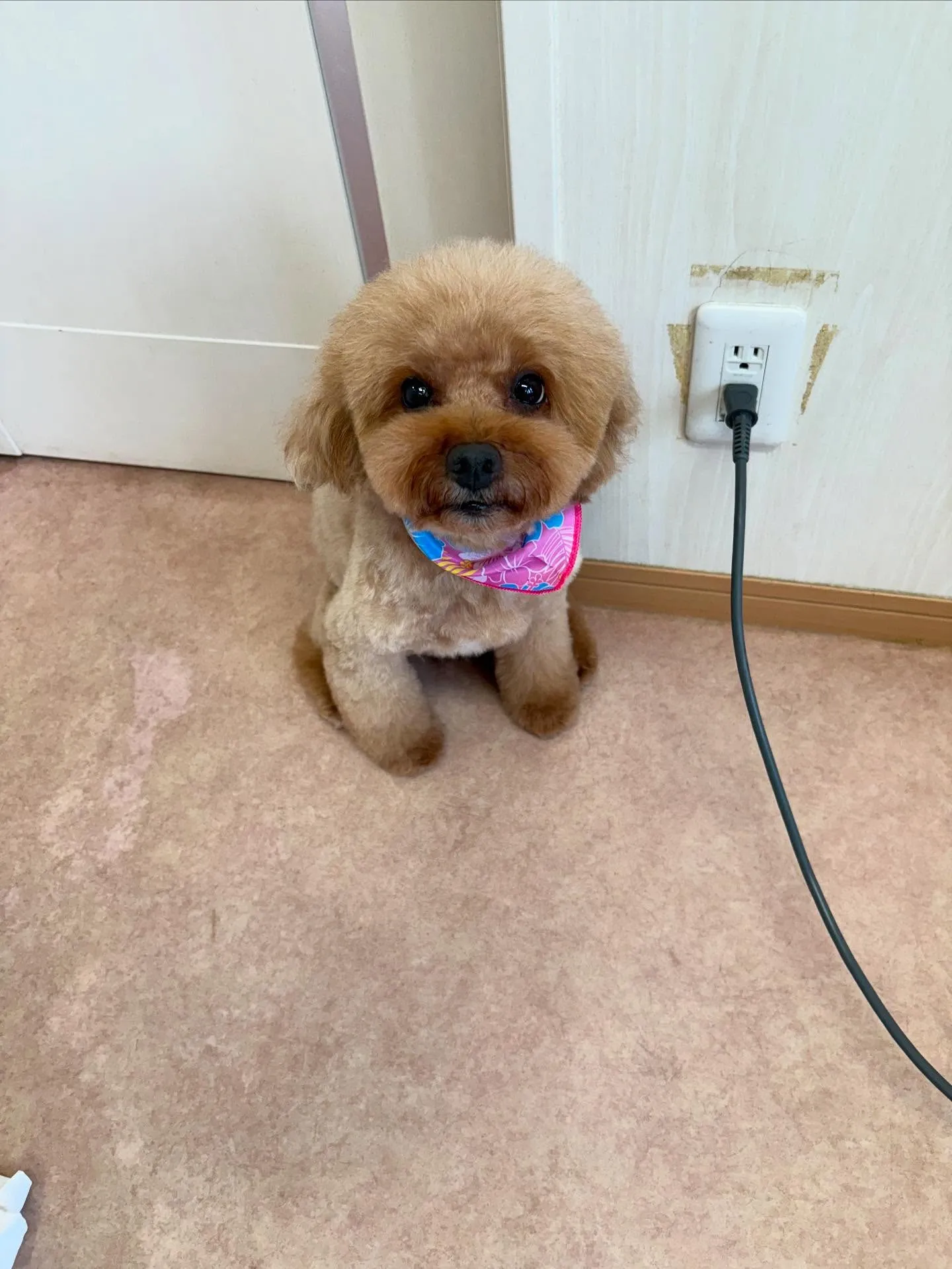 犬のトリミング✂️