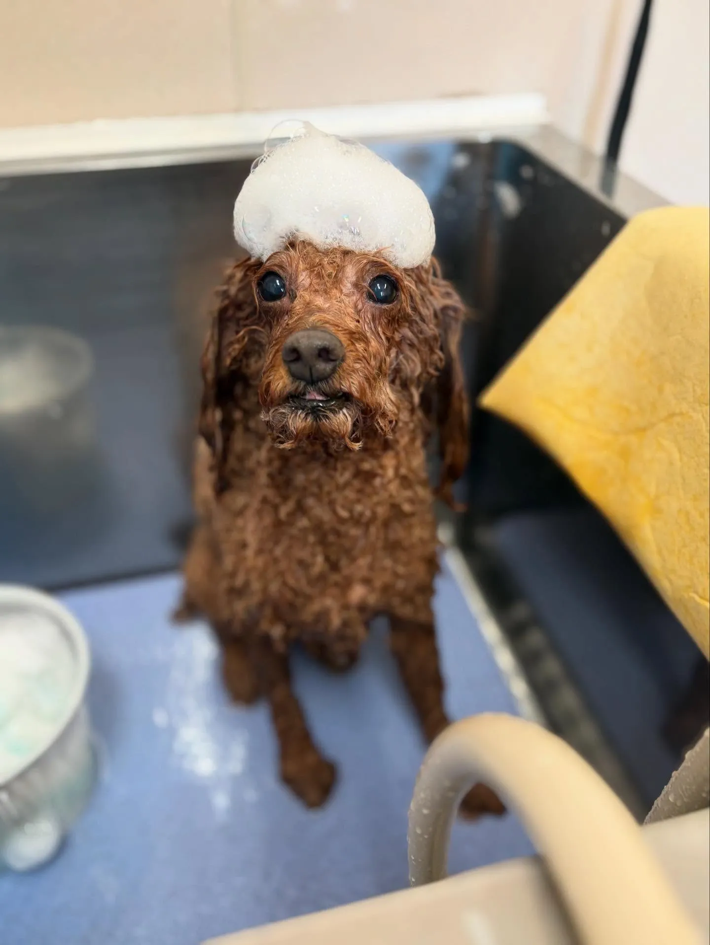 犬のトリミング✂️
