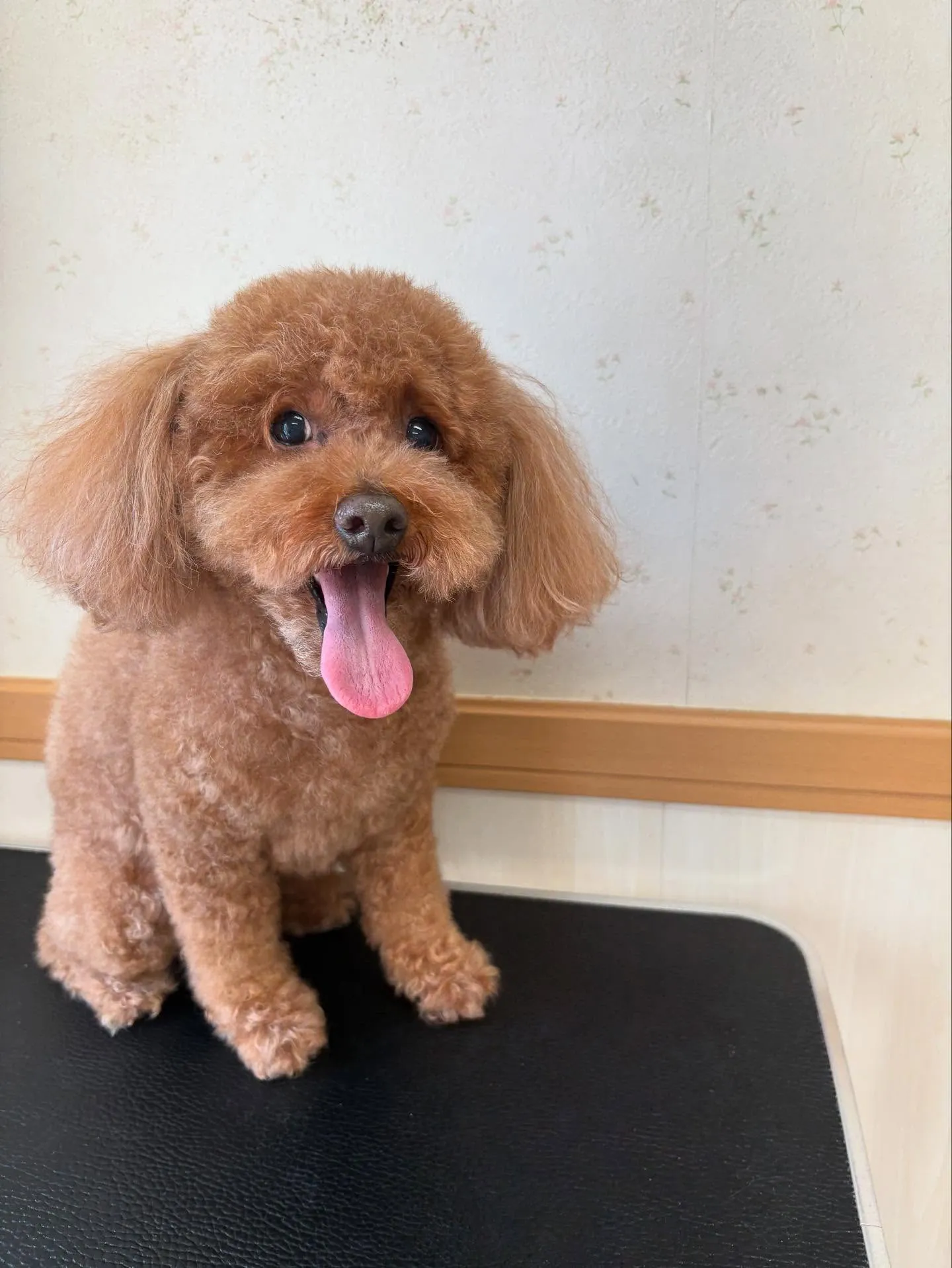犬のトリミング✂️