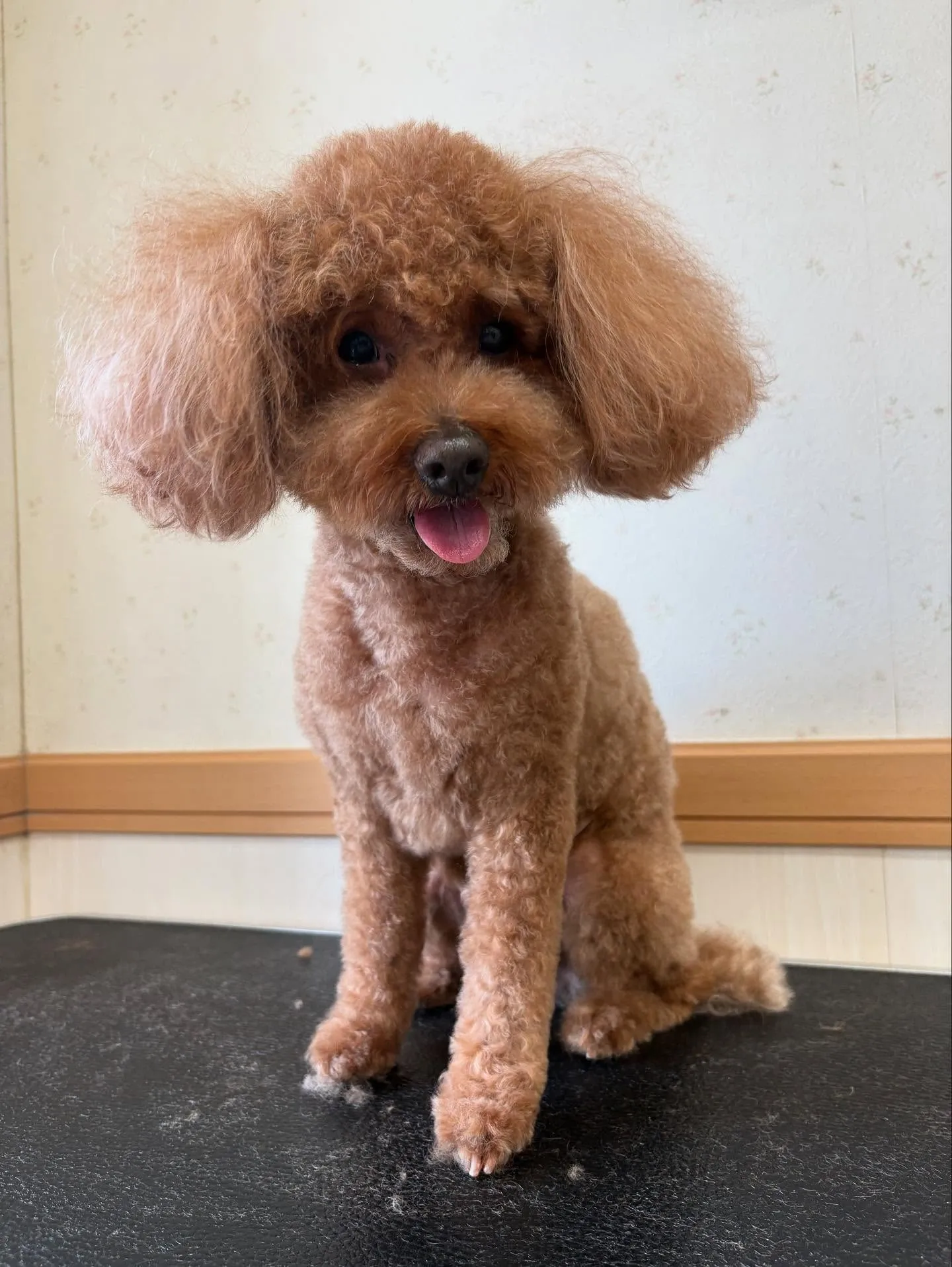 犬のトリミング✂️