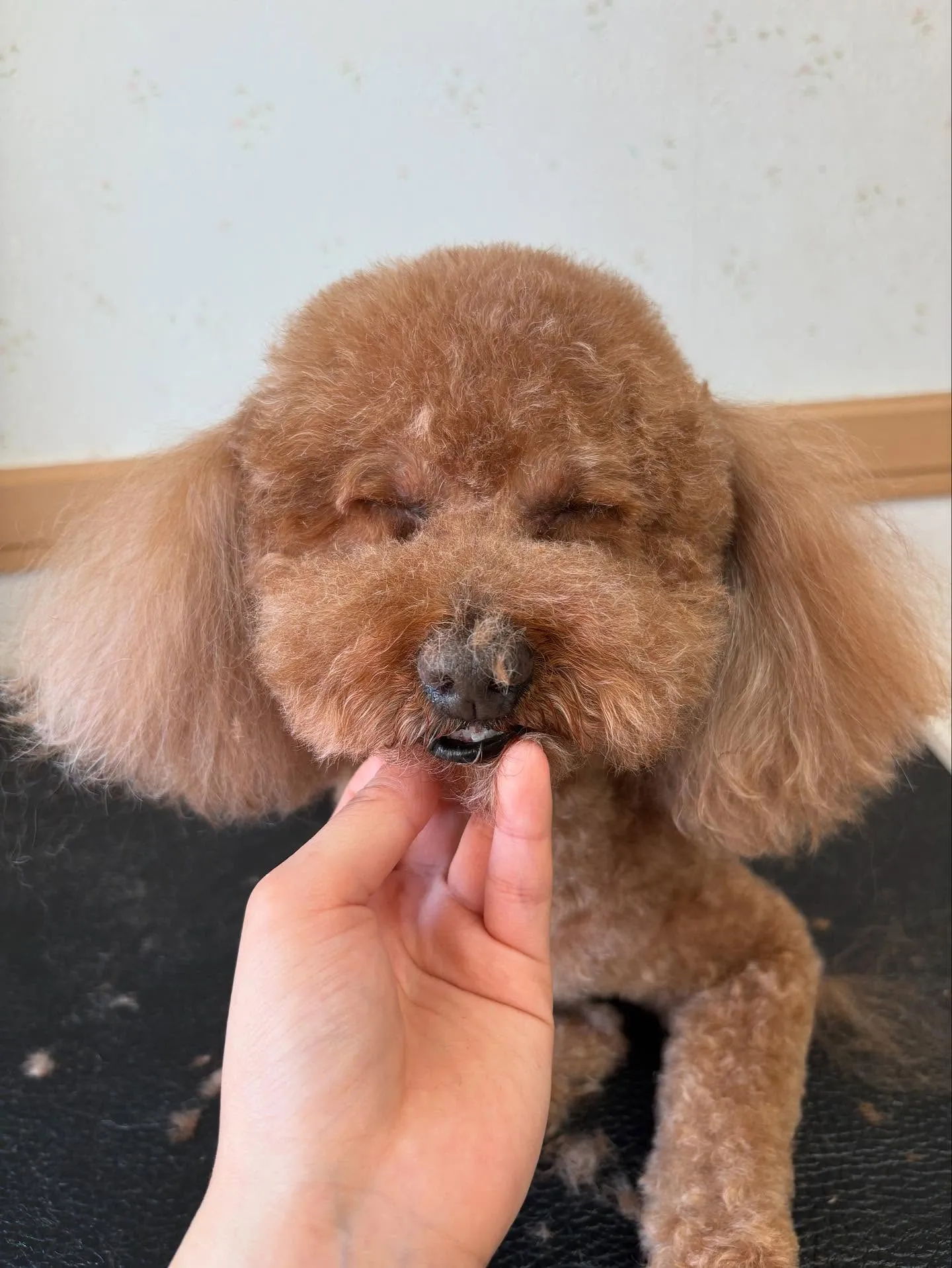 犬のトリミング✂️