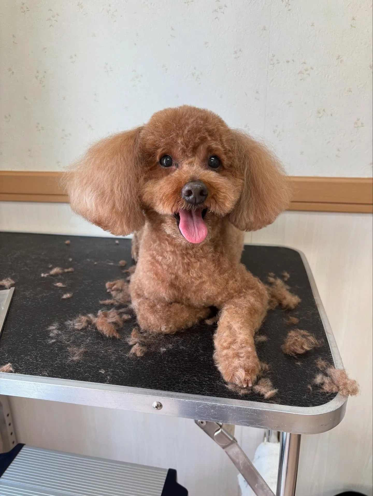 犬のトリミング✂️