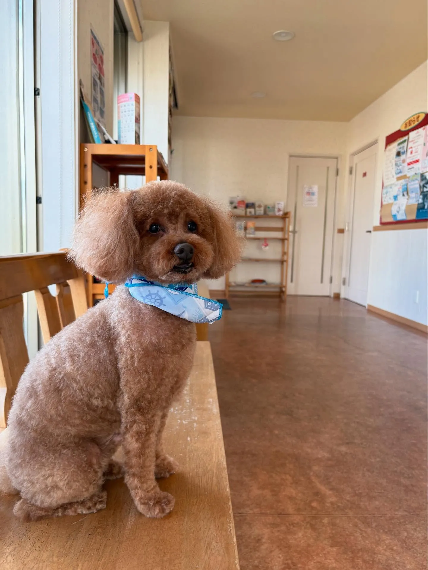 犬のトリミング✂️
