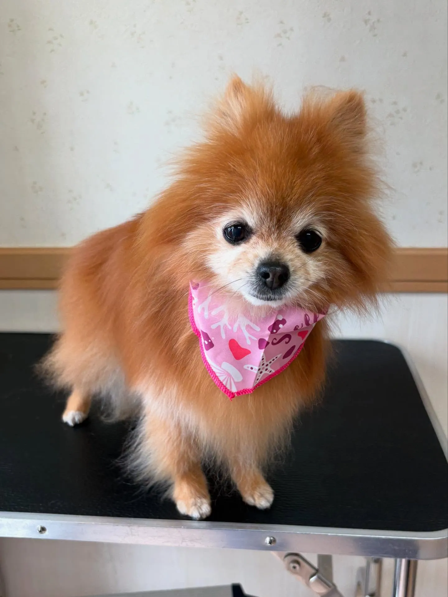 犬のシャンプー🫧