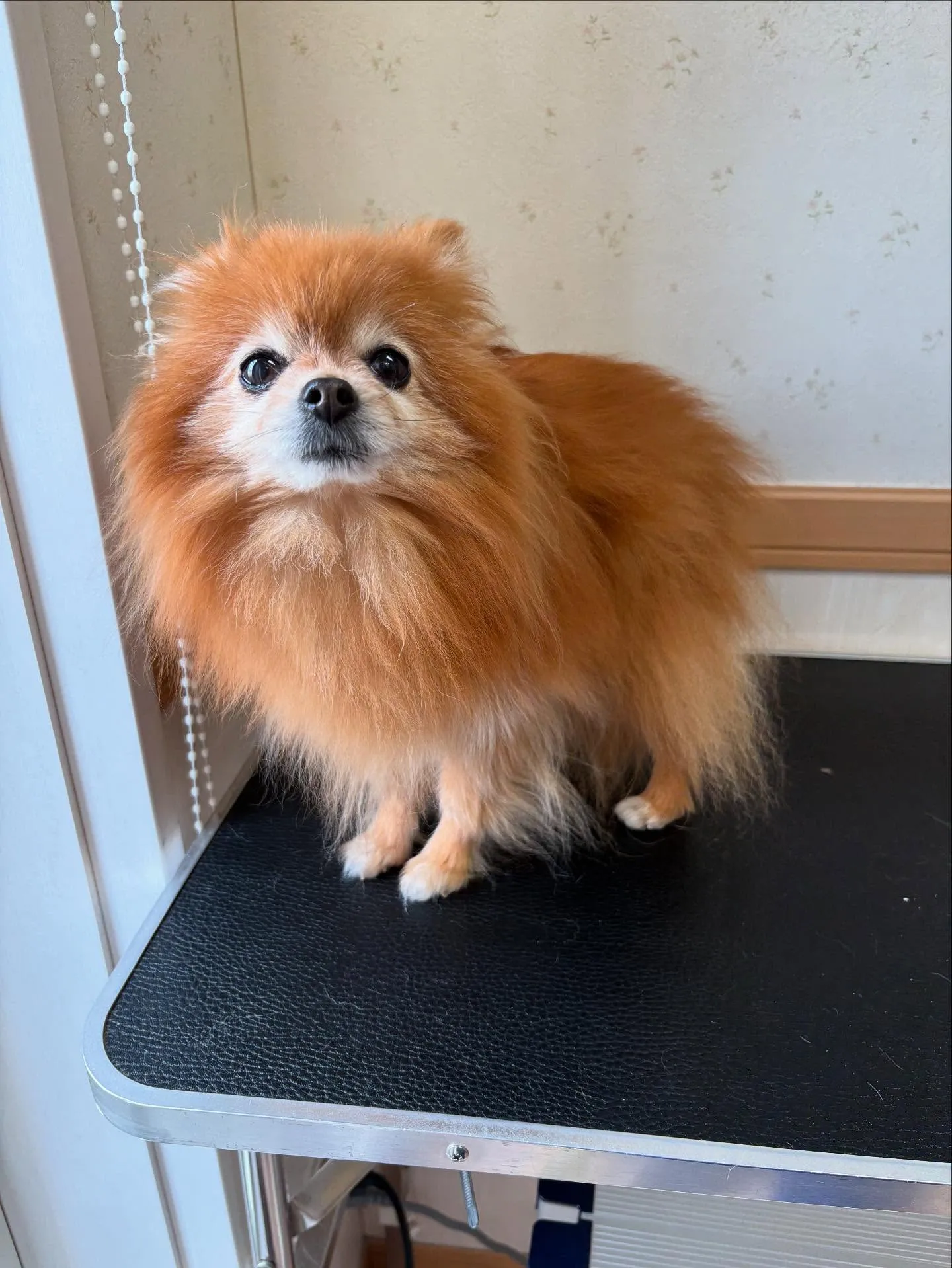 犬のシャンプー🫧