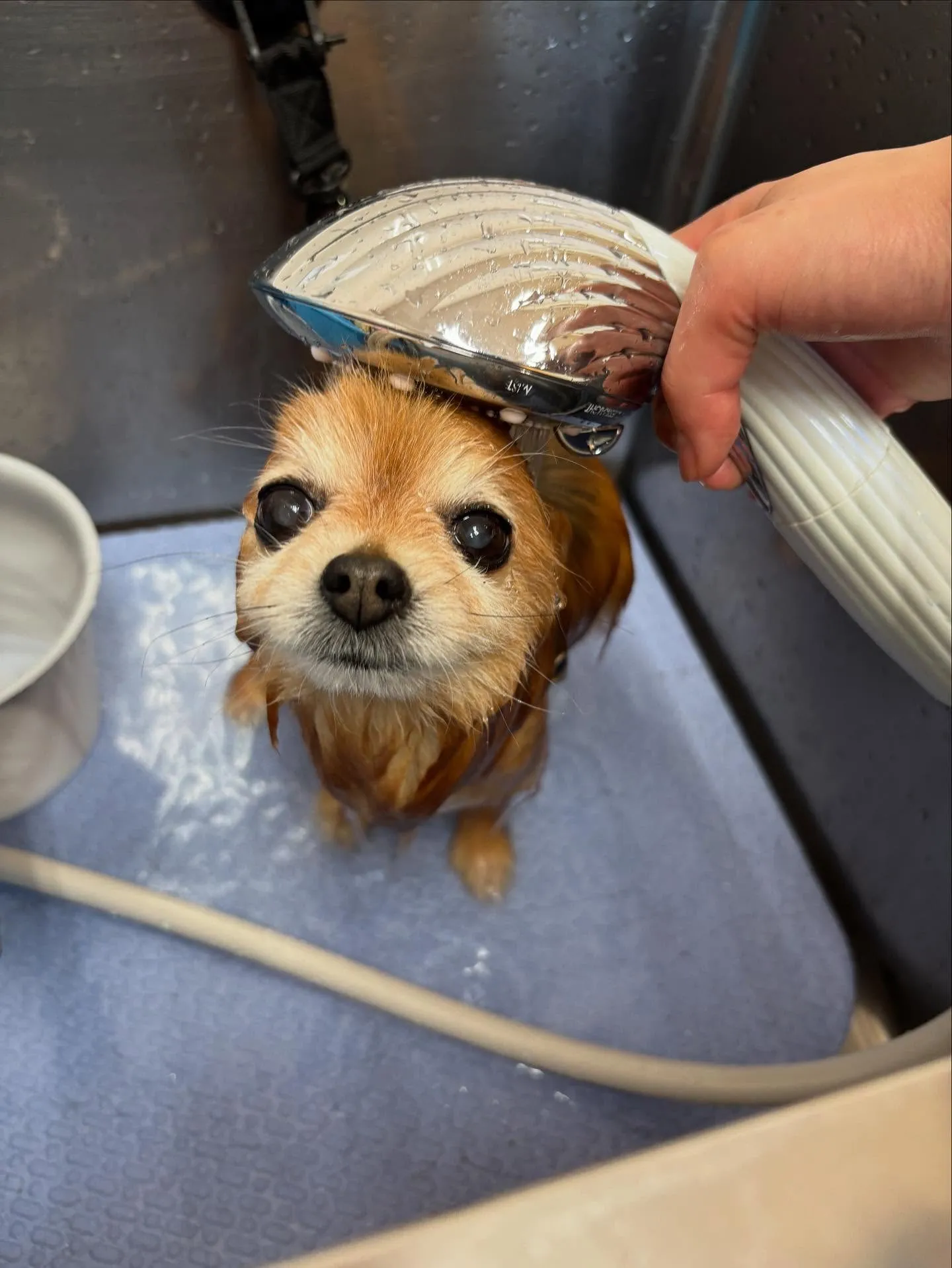犬のシャンプー🫧