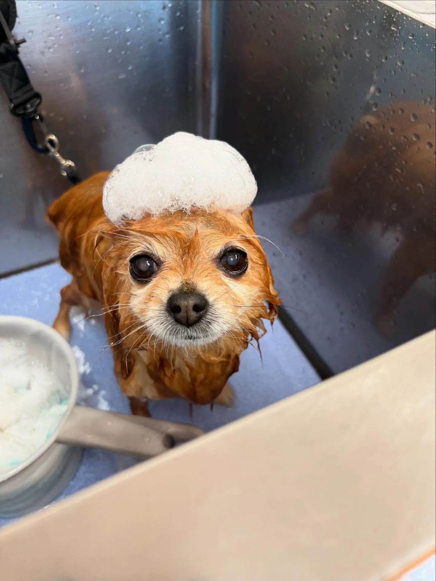 犬のシャンプー🫧