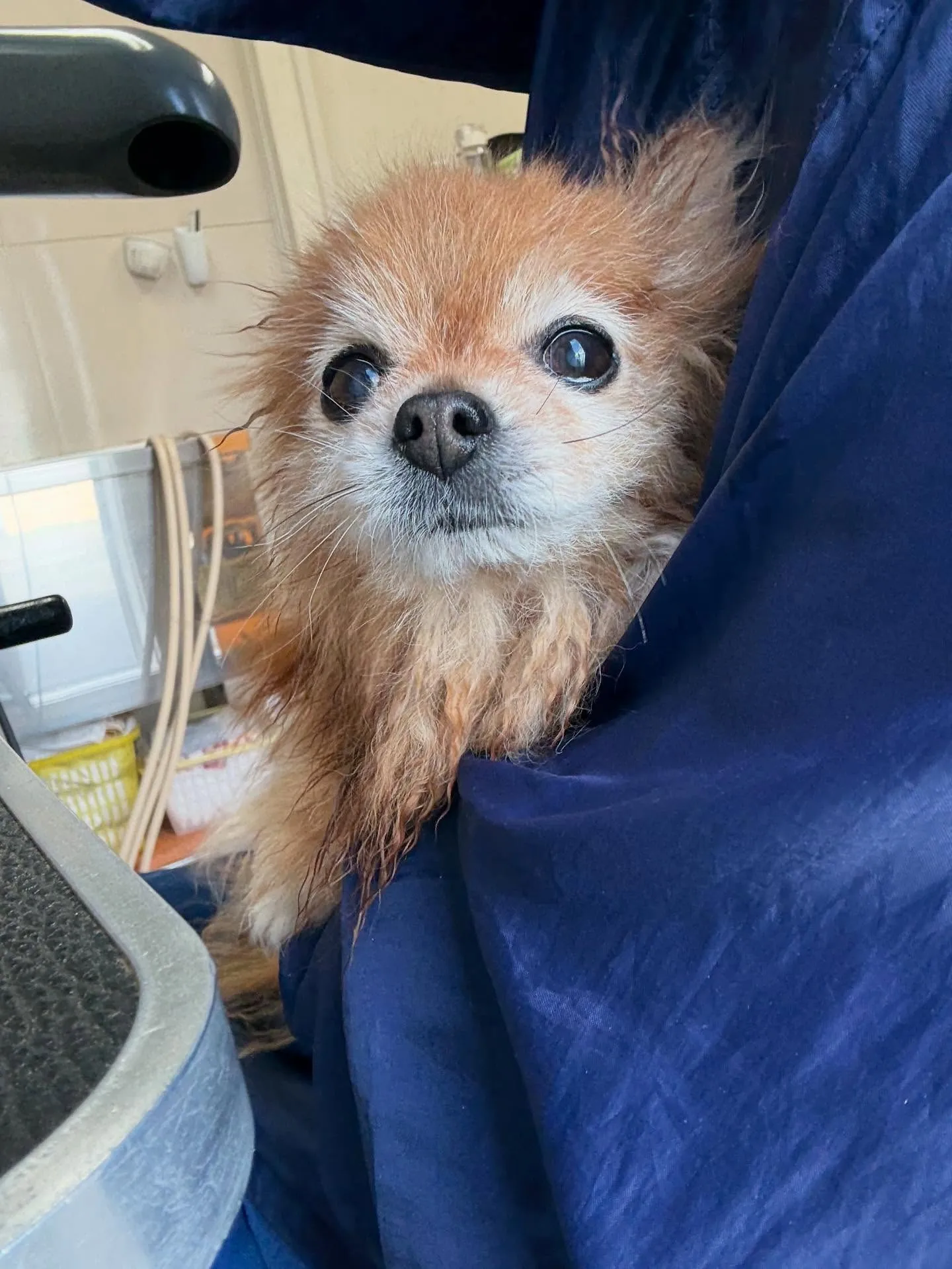 犬のシャンプー🫧