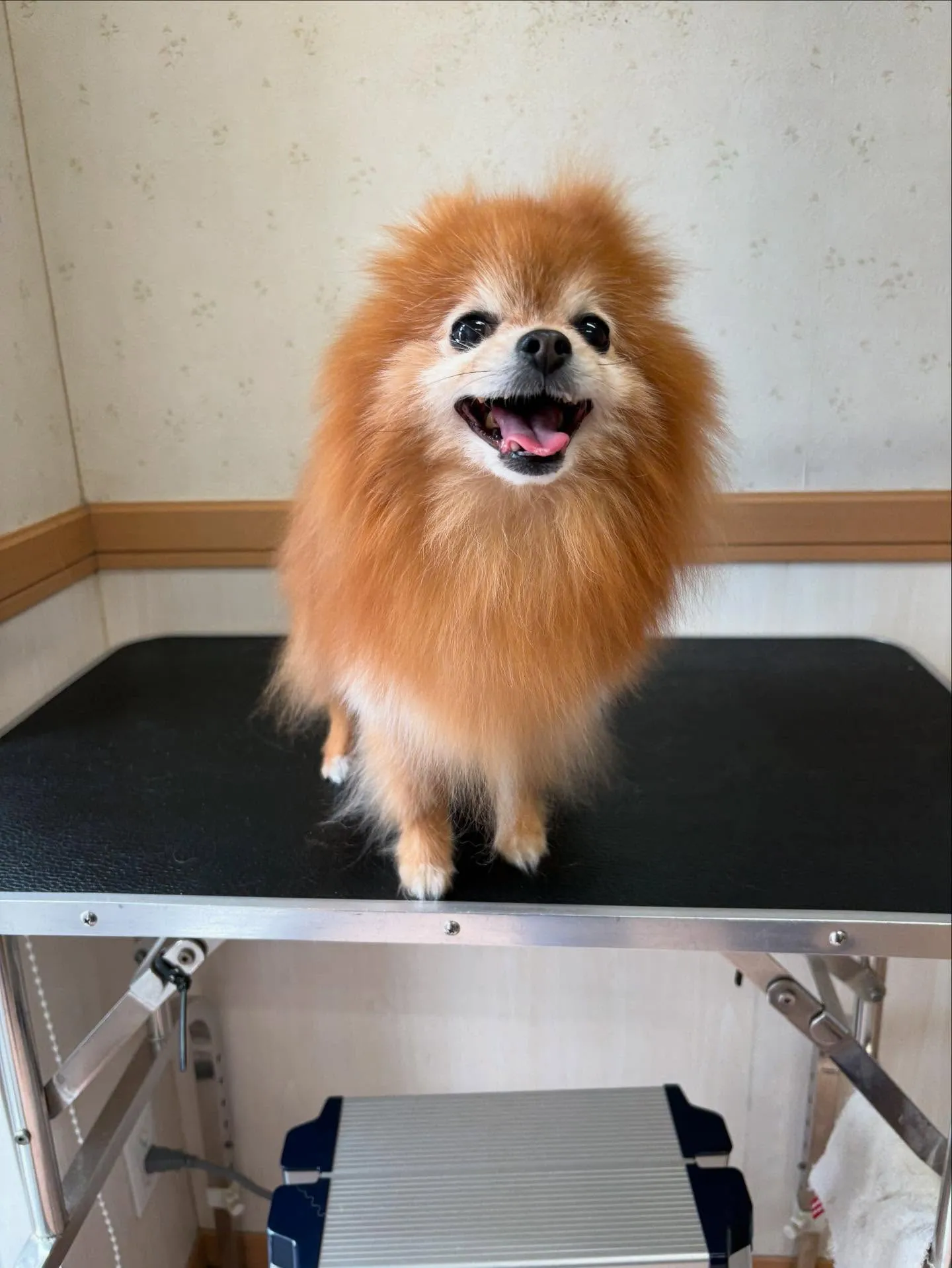 犬のシャンプー🫧