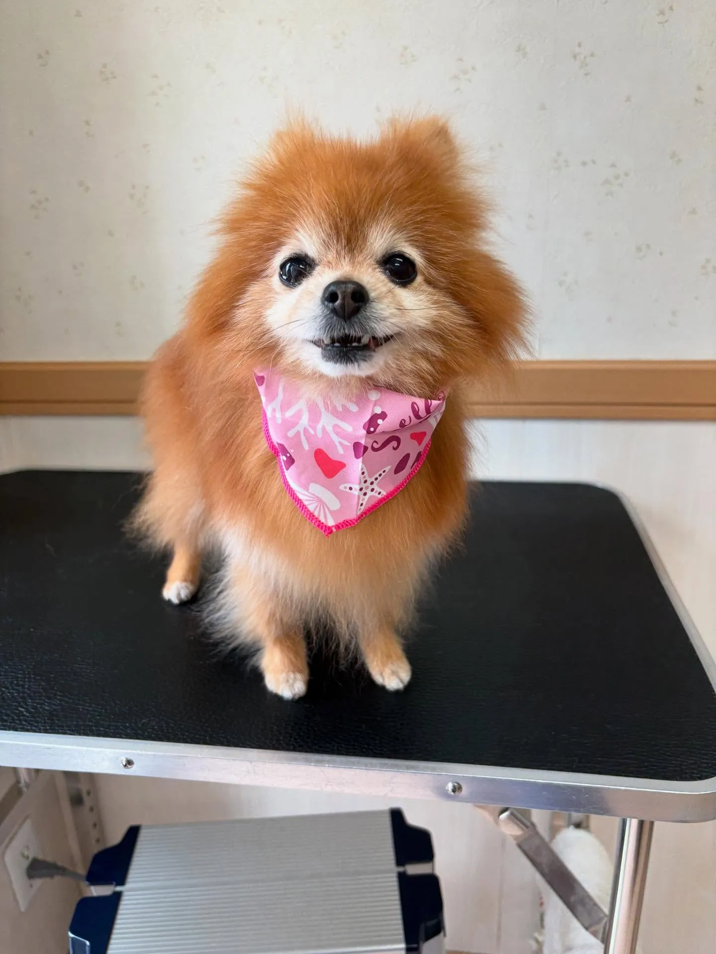 犬のシャンプー🫧