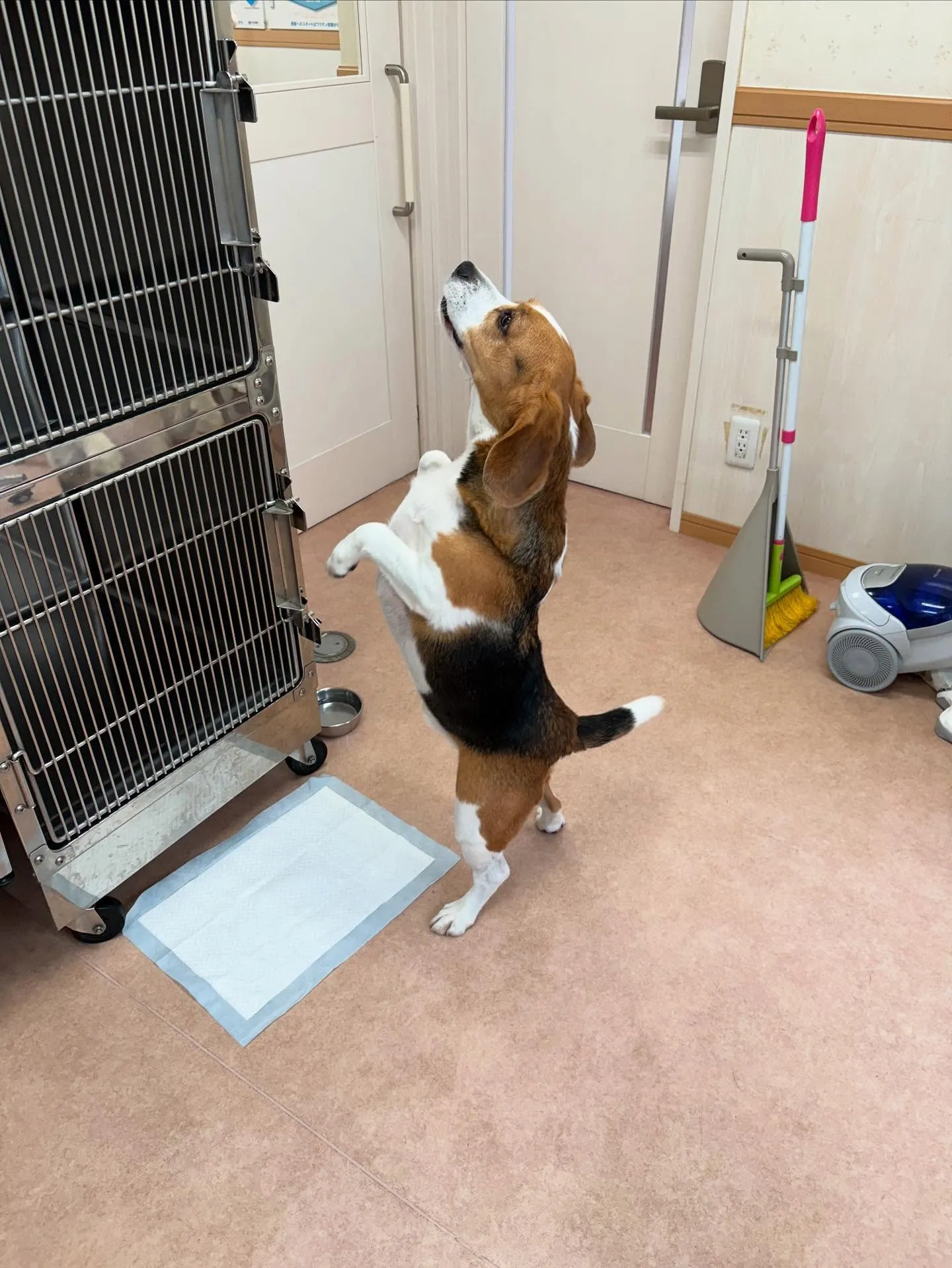 犬のシャンプー🫧