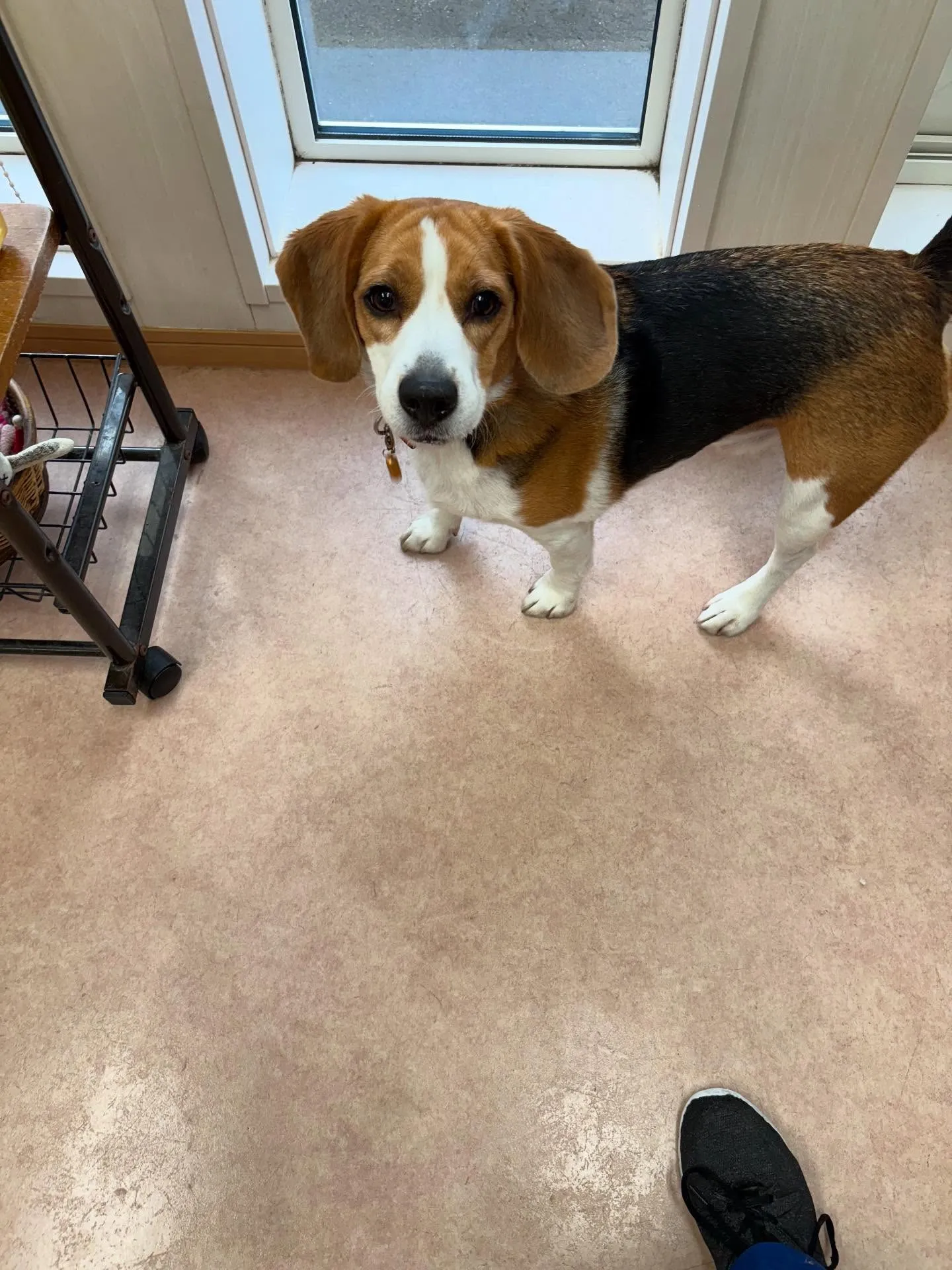 犬のシャンプー🫧