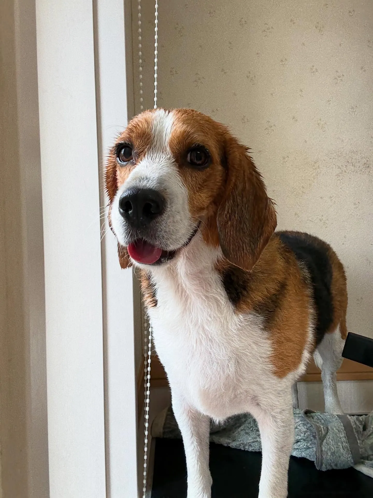 犬のシャンプー🫧