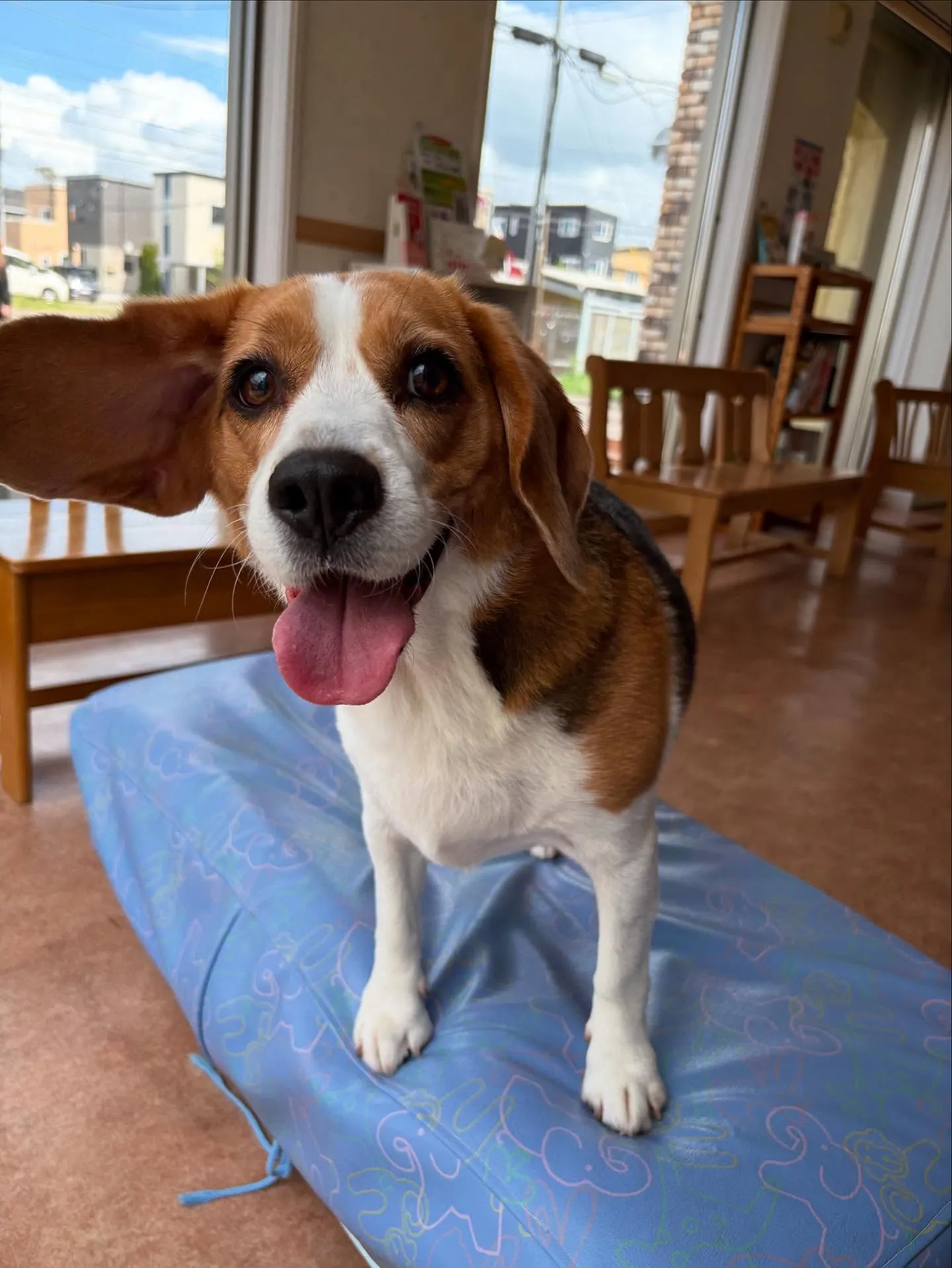 犬のシャンプー🫧