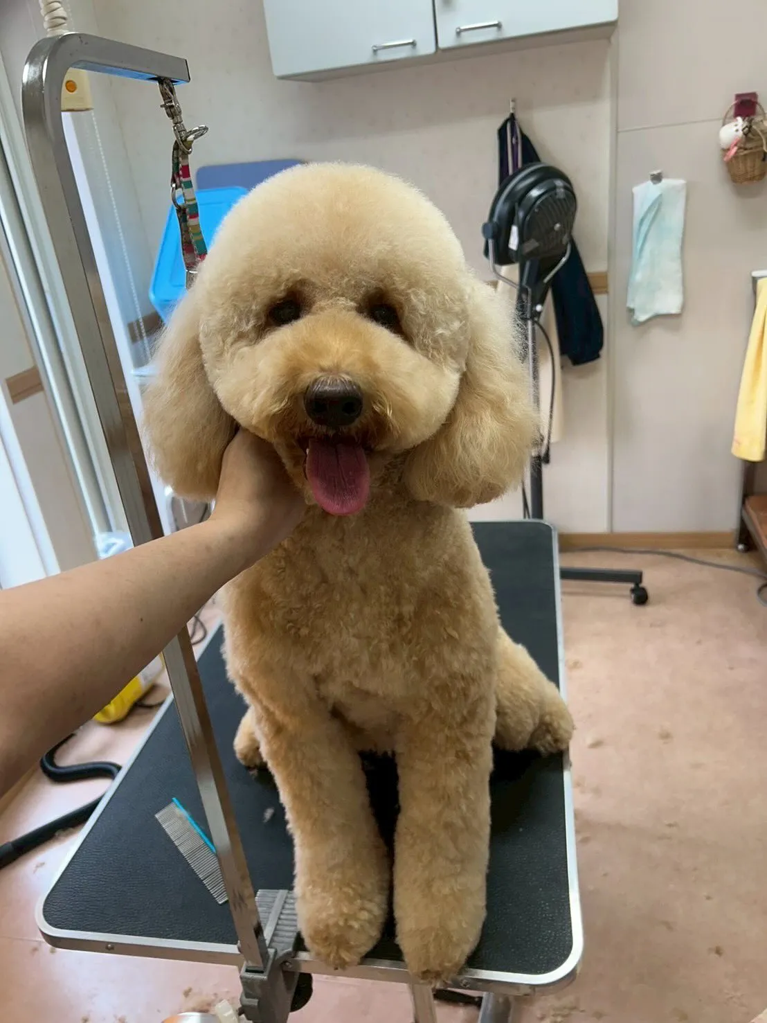 犬のトリミング✂️