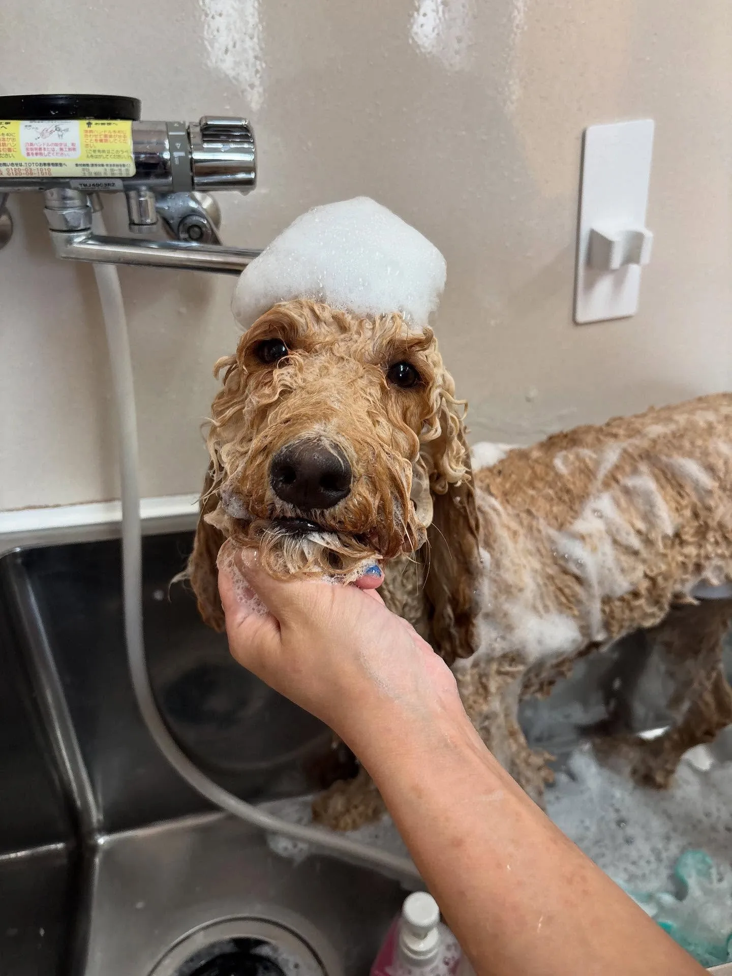 犬のトリミング✂️