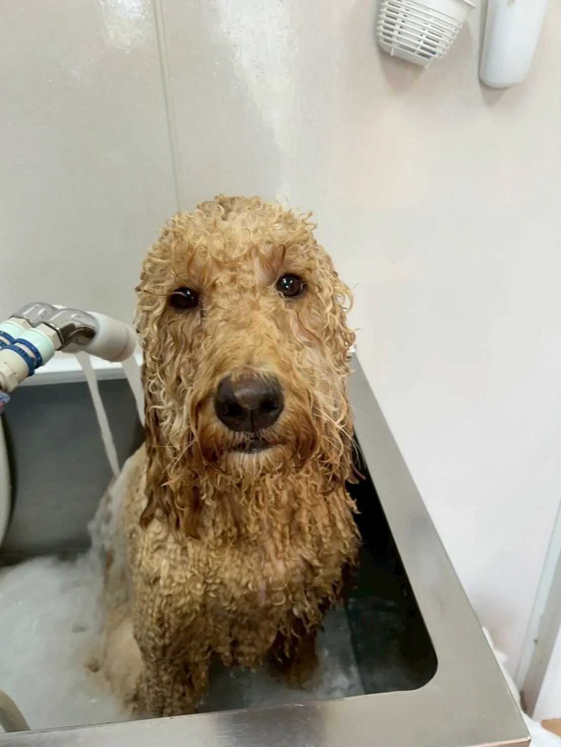 犬のトリミング✂️