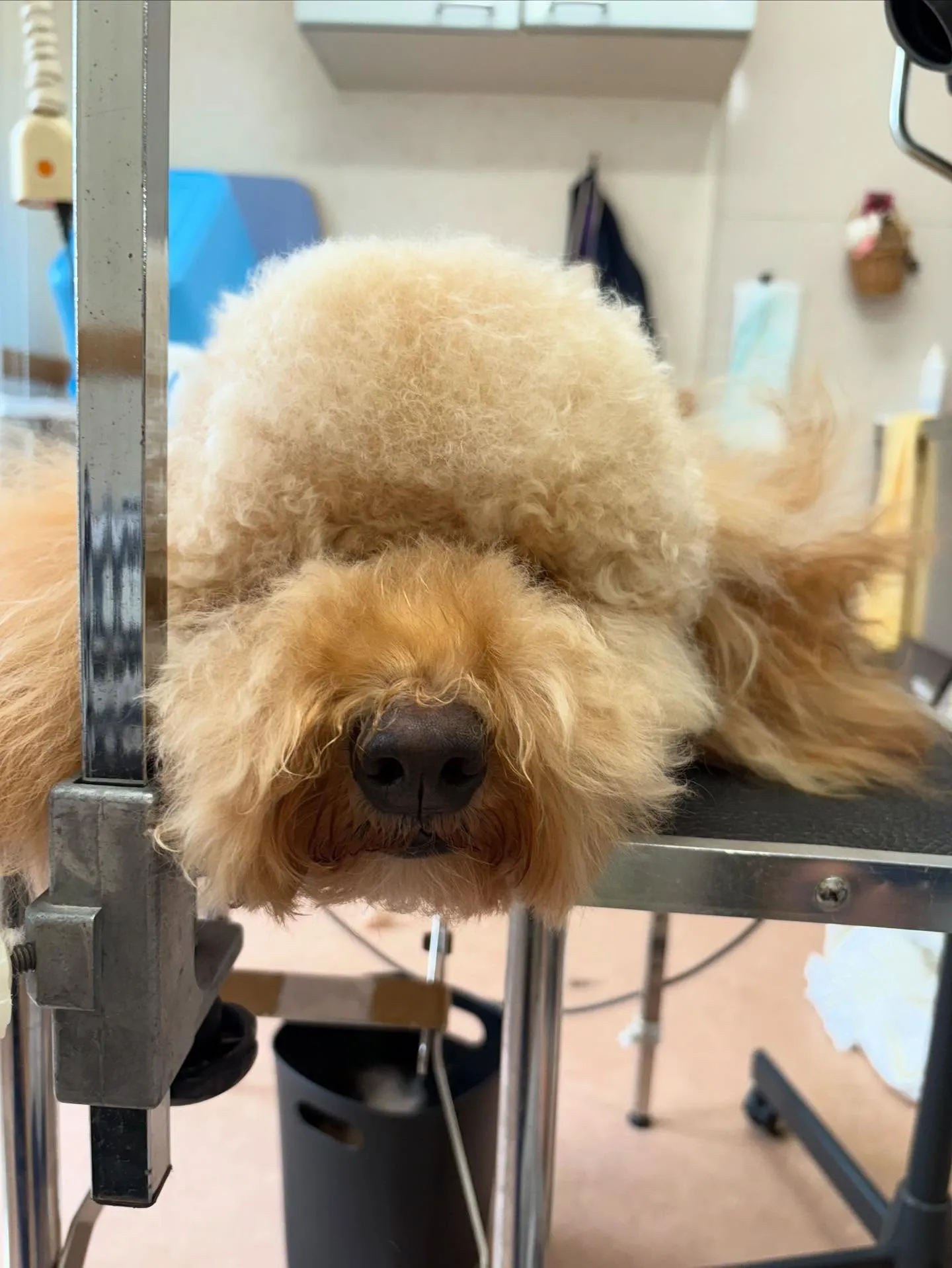 犬のトリミング✂️