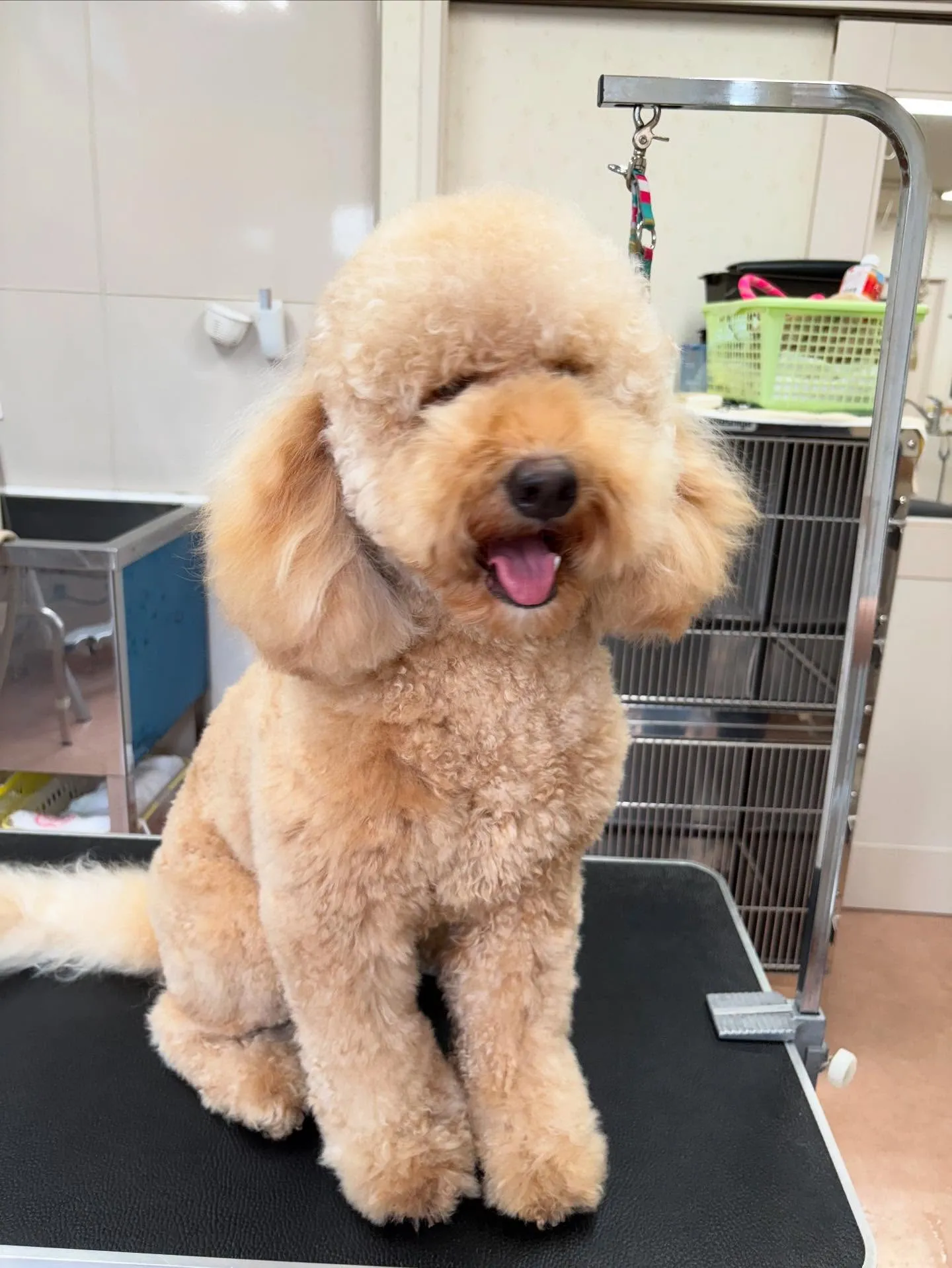 犬のトリミング✂️