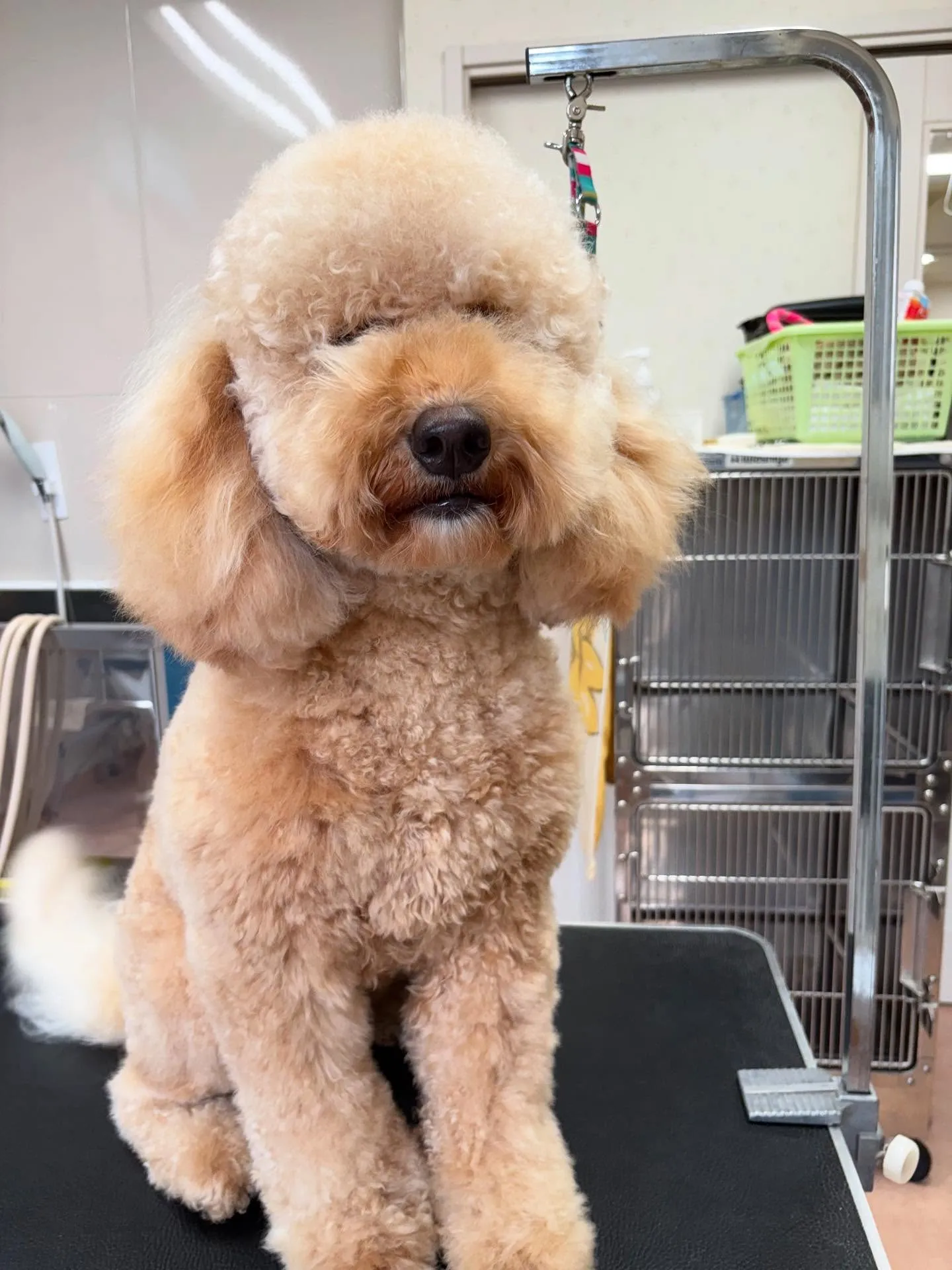 犬のトリミング✂️