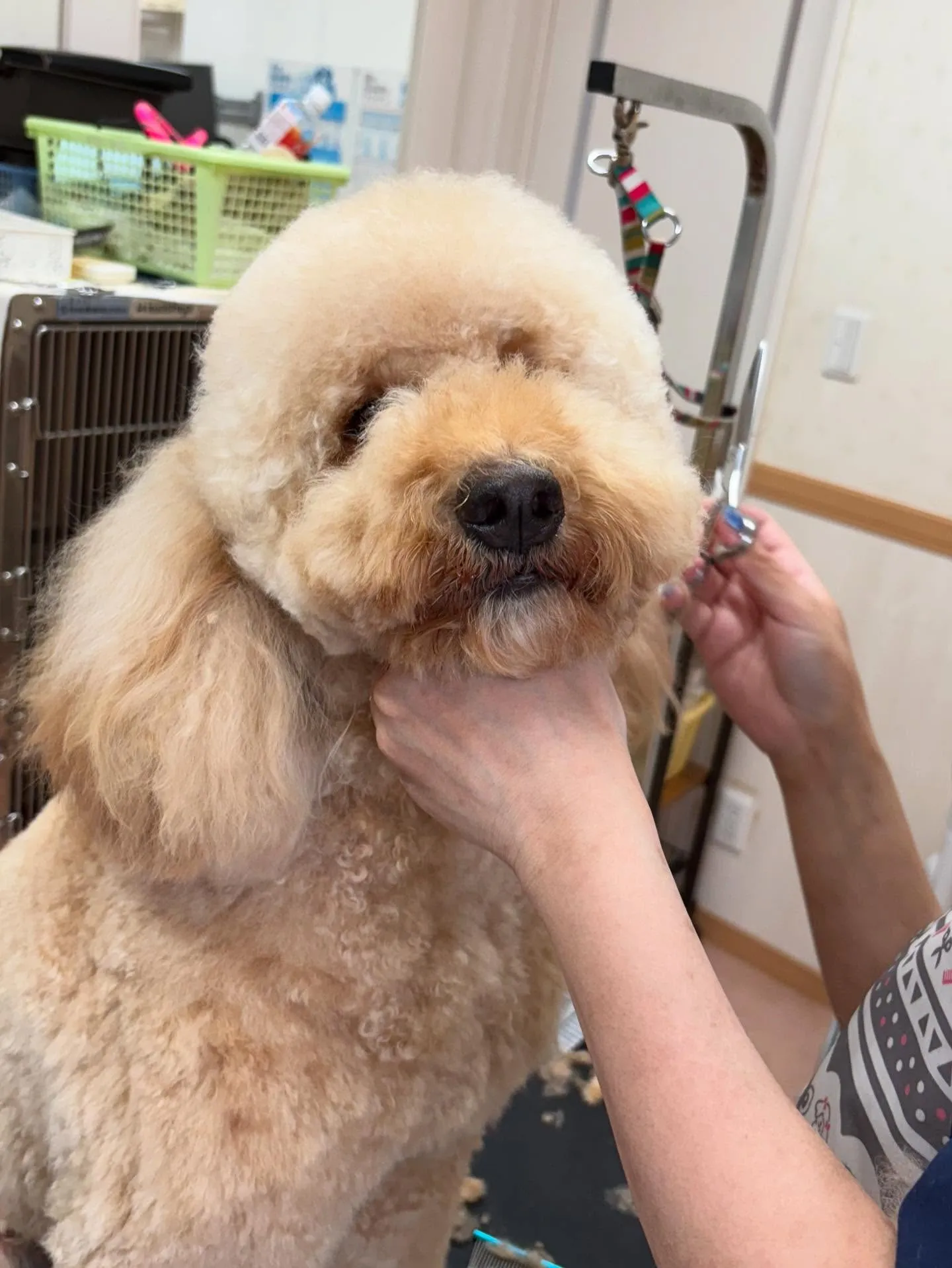 犬のトリミング✂️