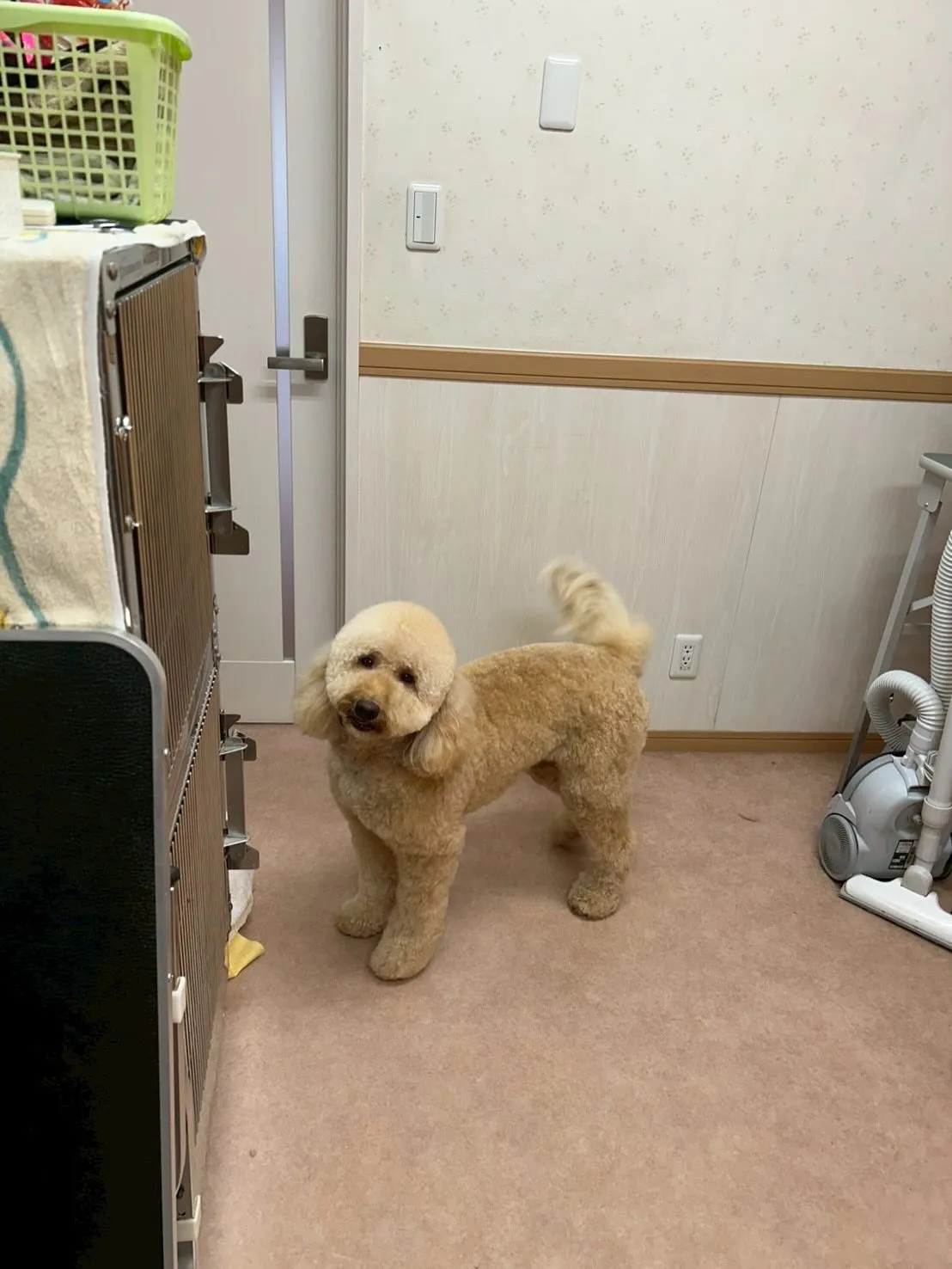 犬のトリミング✂️