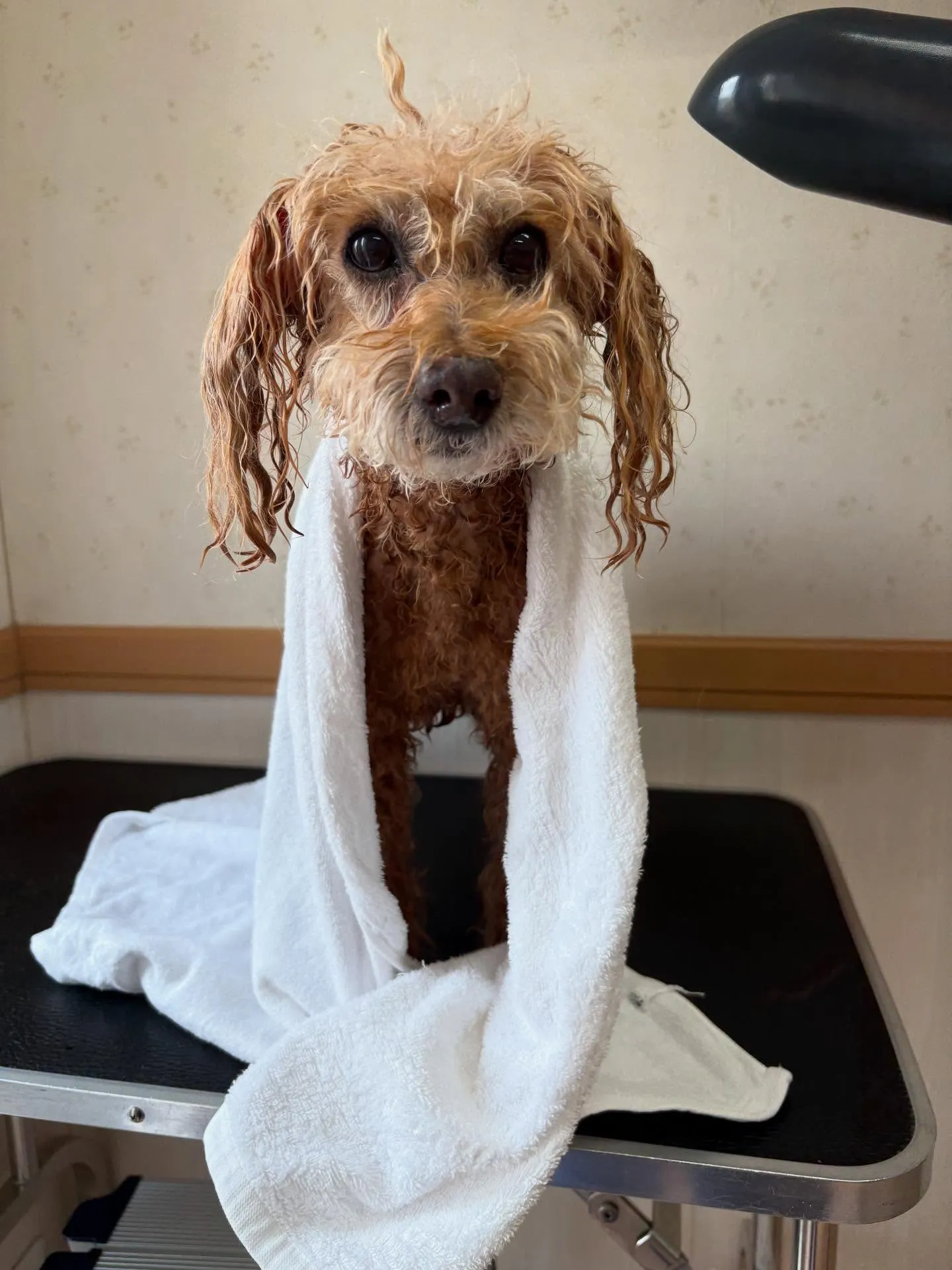 犬のトリミング✂️