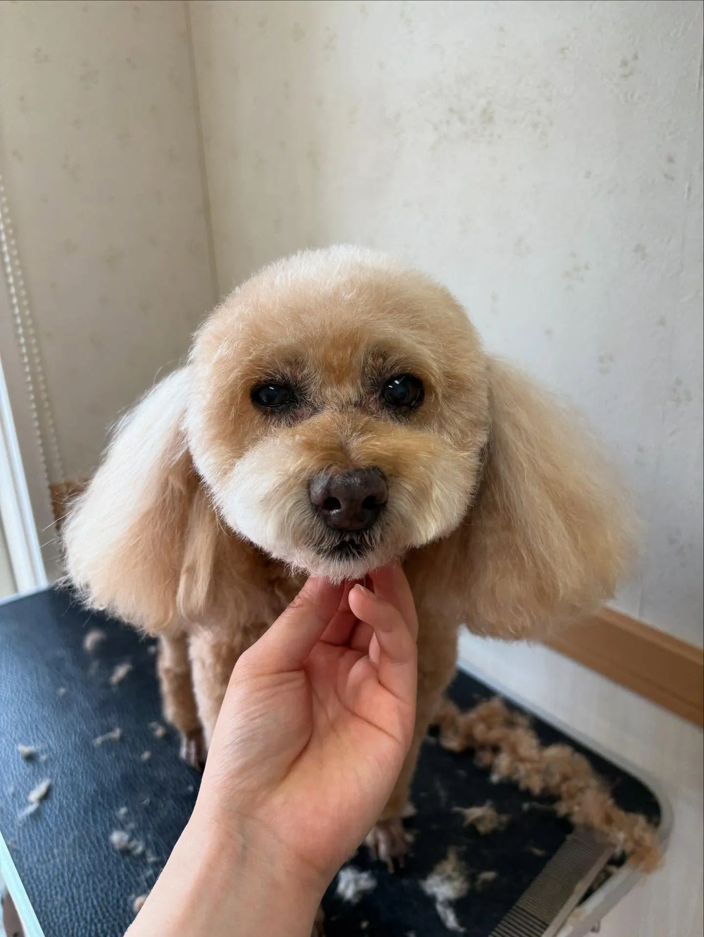 犬のトリミング✂️
