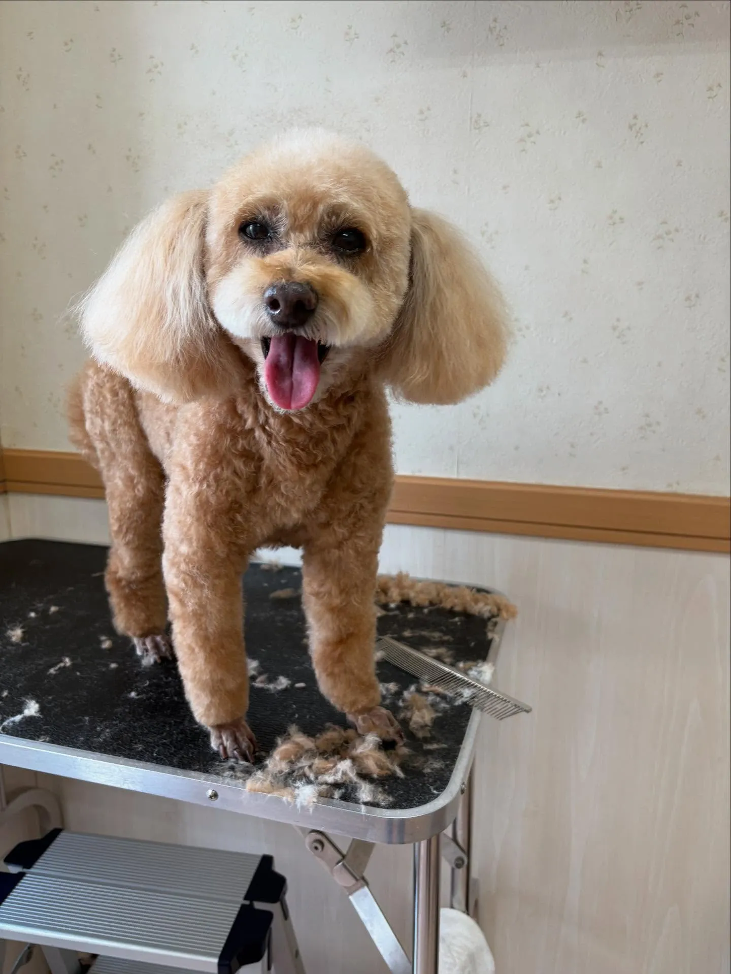 犬のトリミング✂️