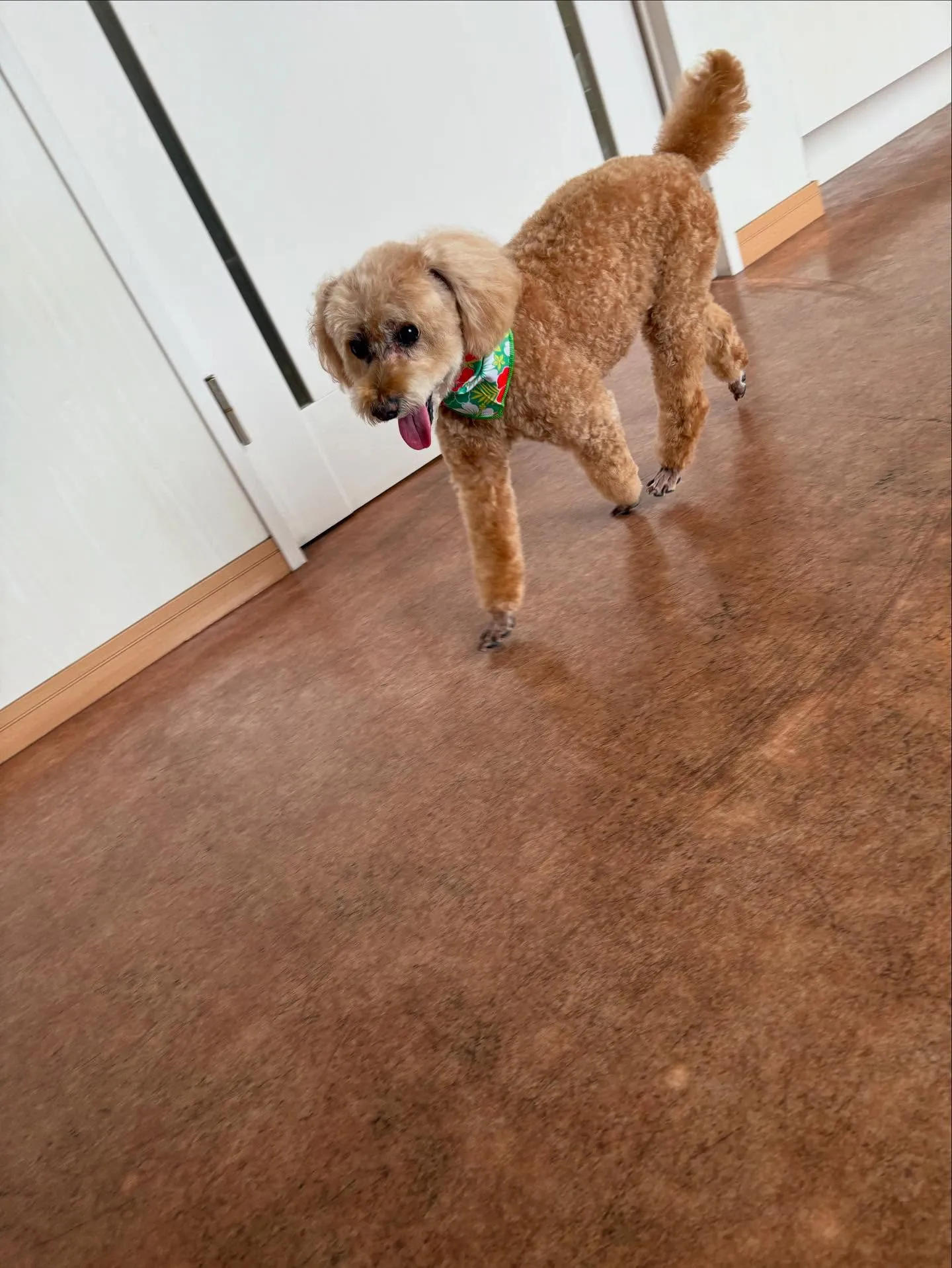 犬のトリミング✂️