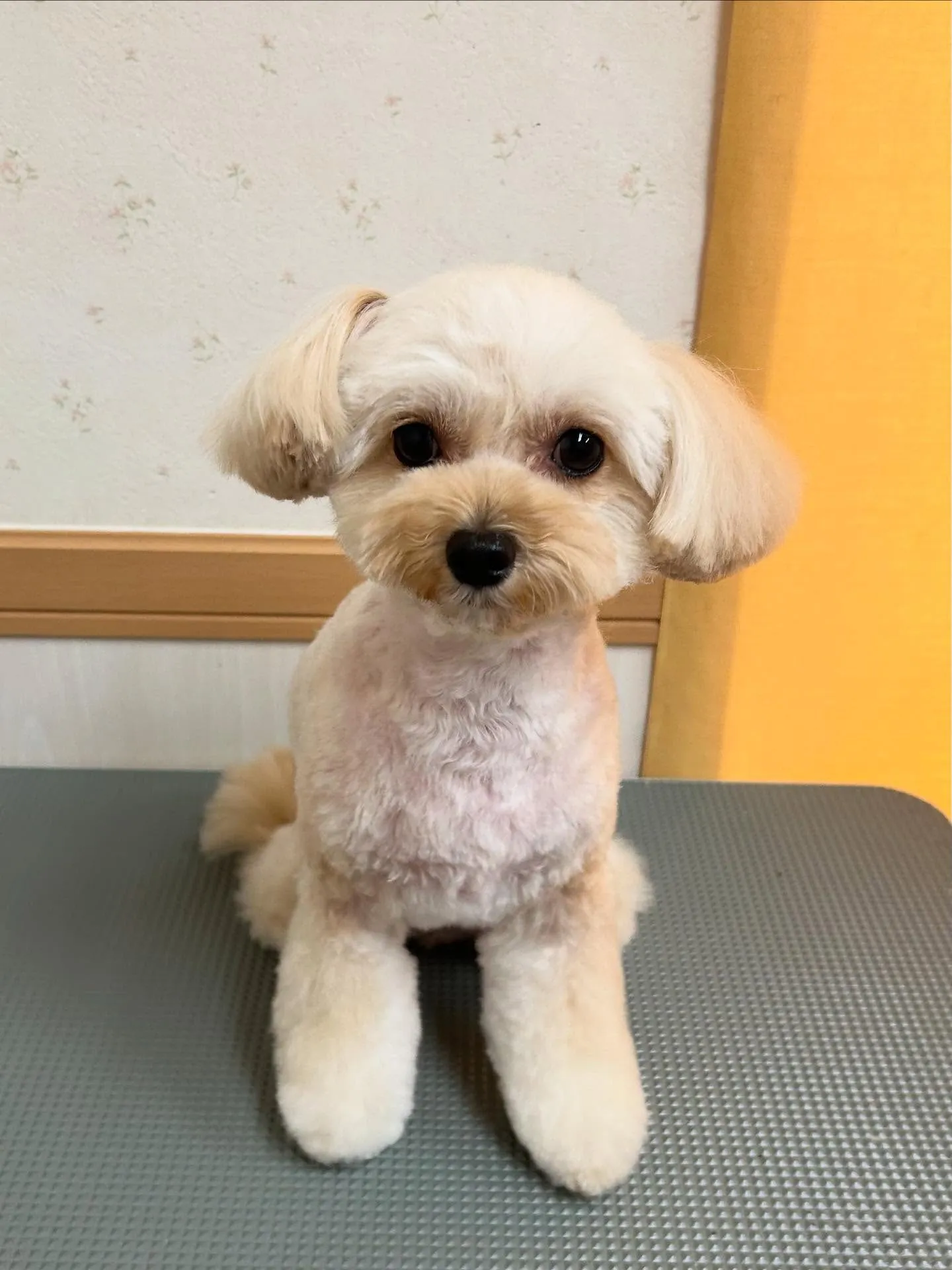 犬のトリミング✂️