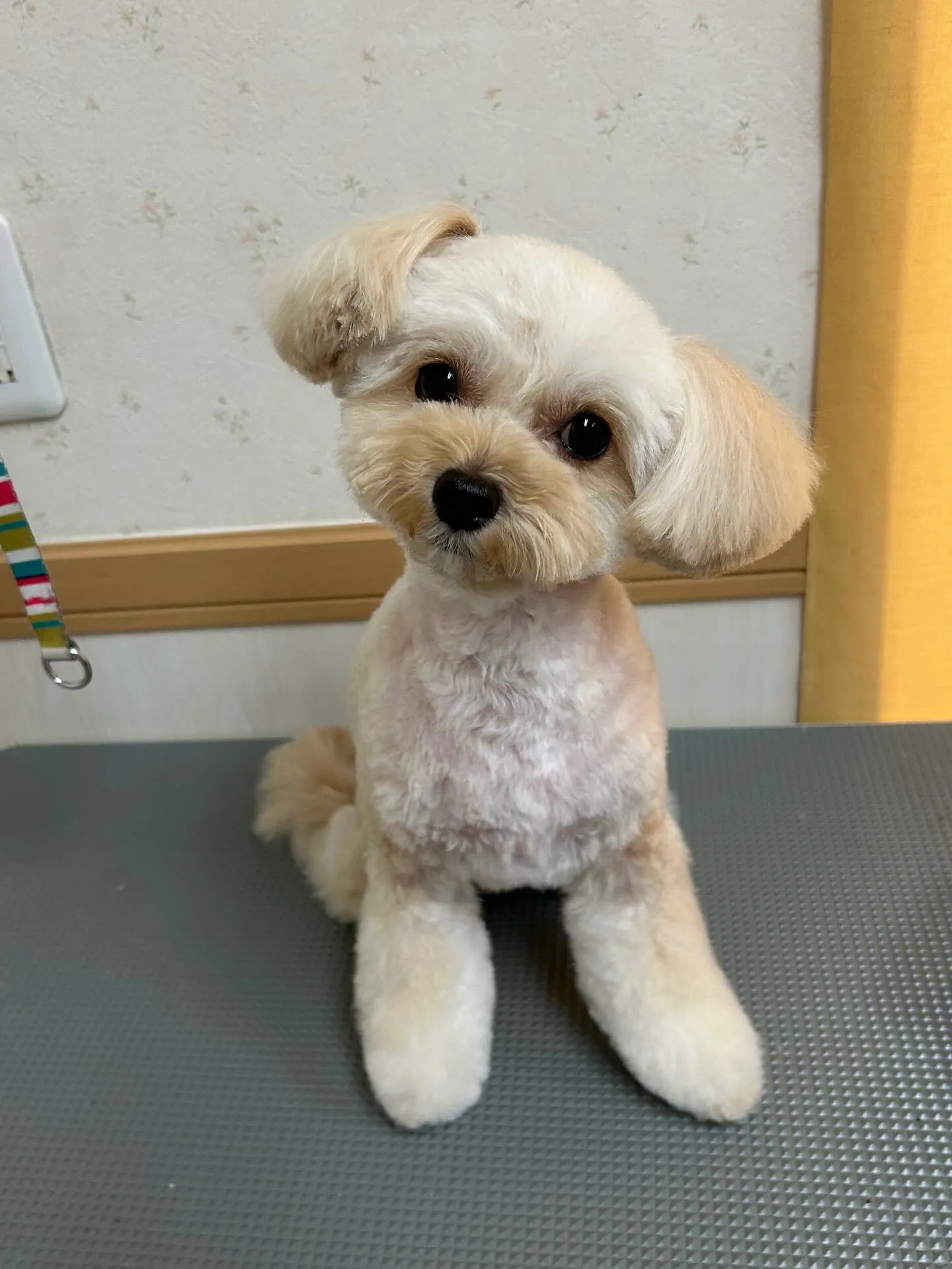 犬のトリミング✂️