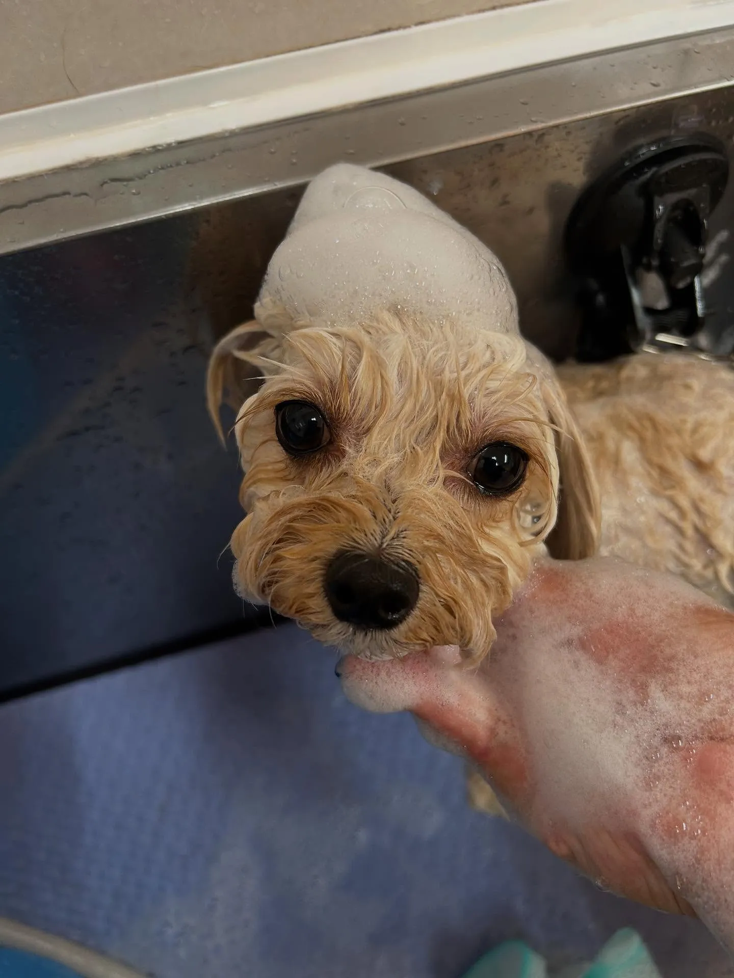 犬のトリミング✂️